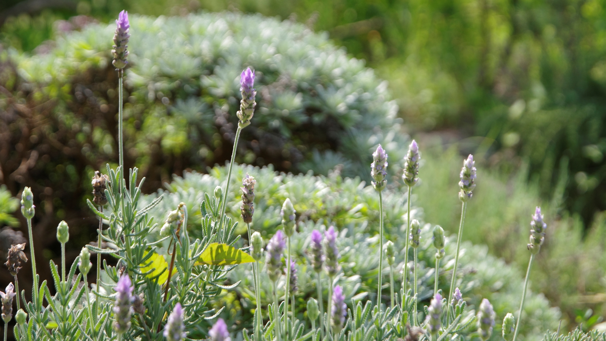 *【敷地内】庭にはハーブを植えています