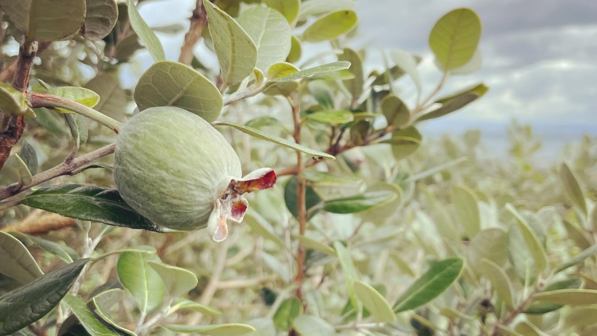 *【敷地内】フェイジョア