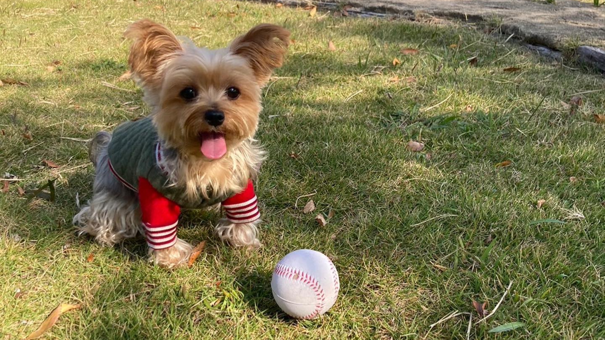 *【オプション】ペットは犬もOKです。衛生料金として別途4,000円いただきます