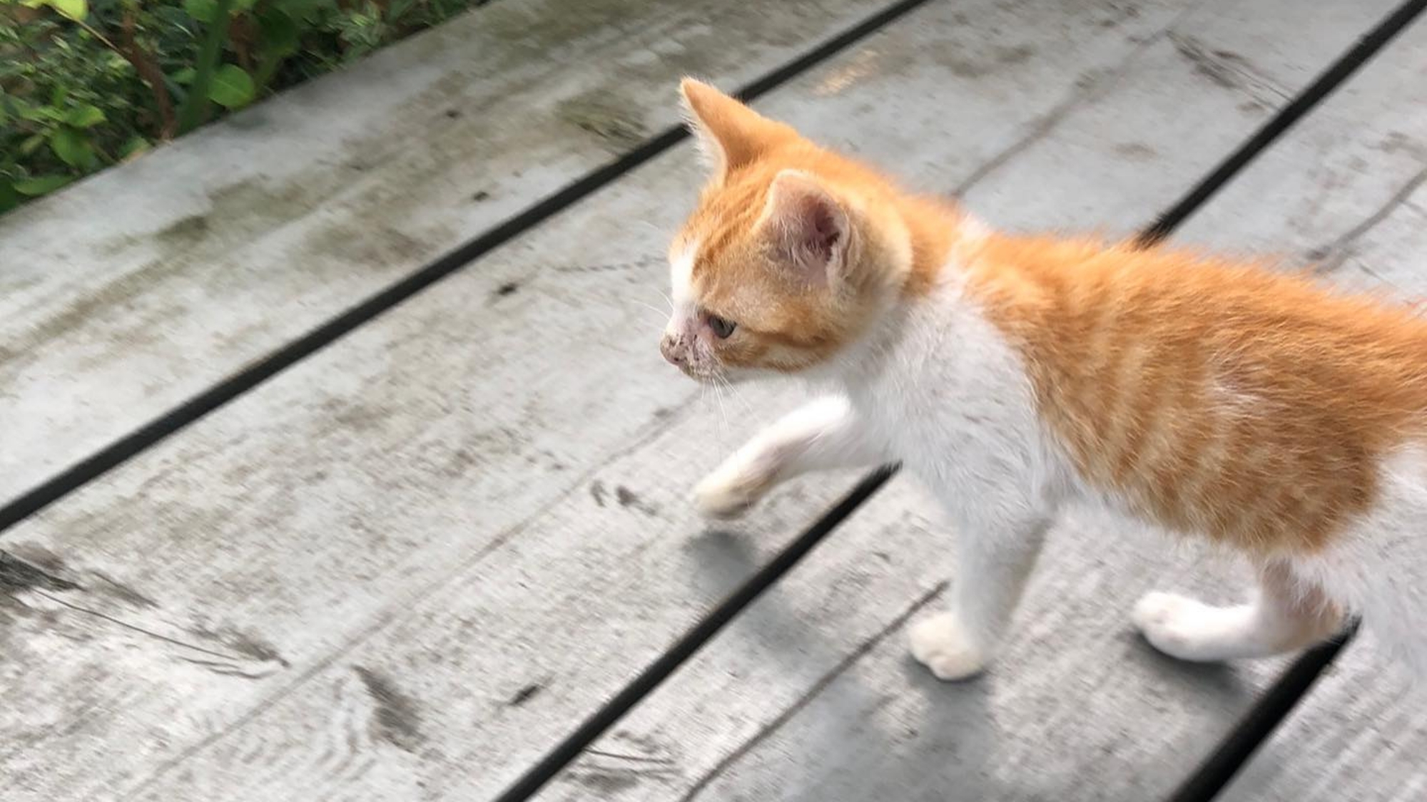 *【オプション】ペットは猫もOKです。衛生料金として別途4,000円いただきます