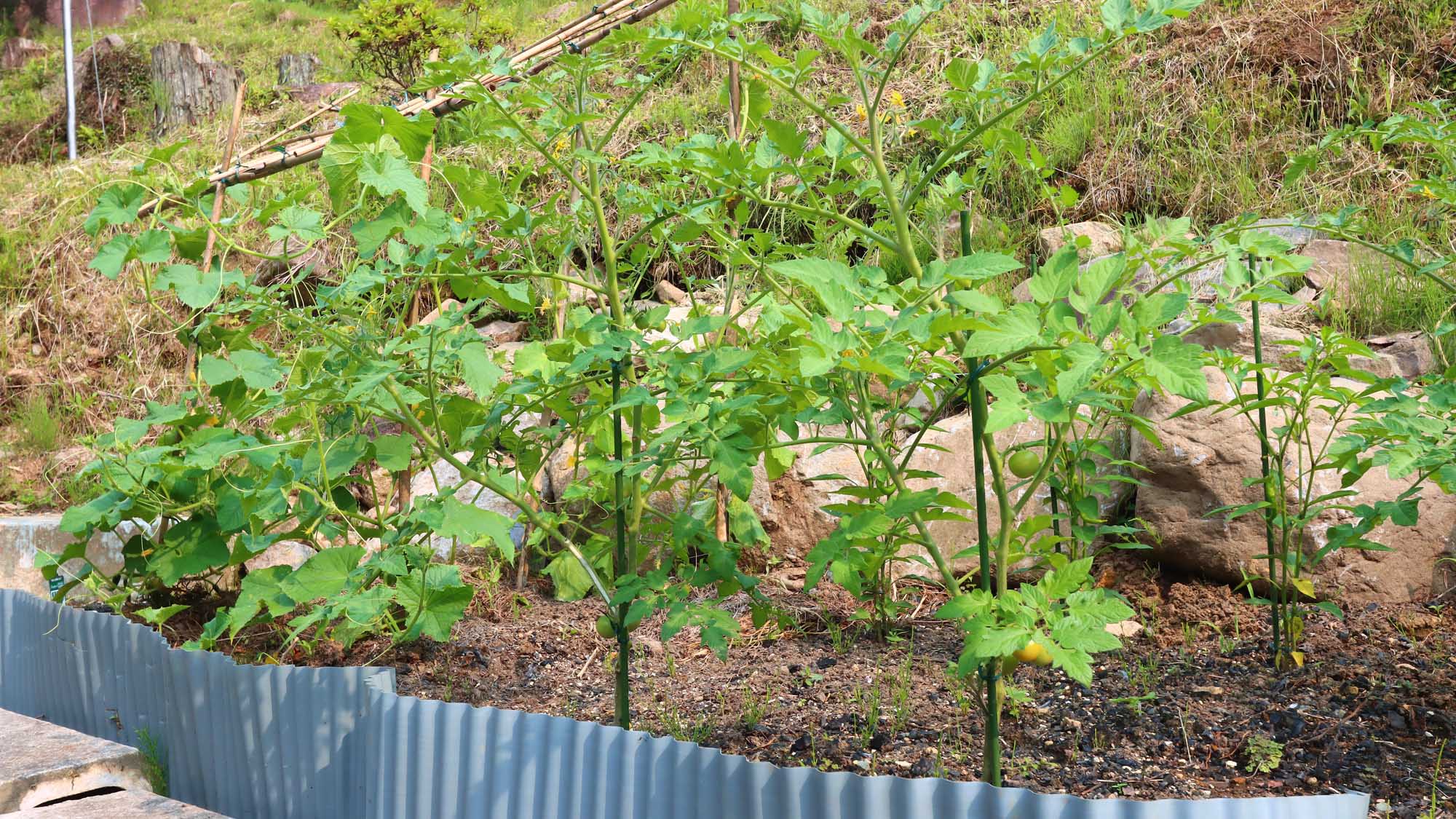 【隠れ家】菜園