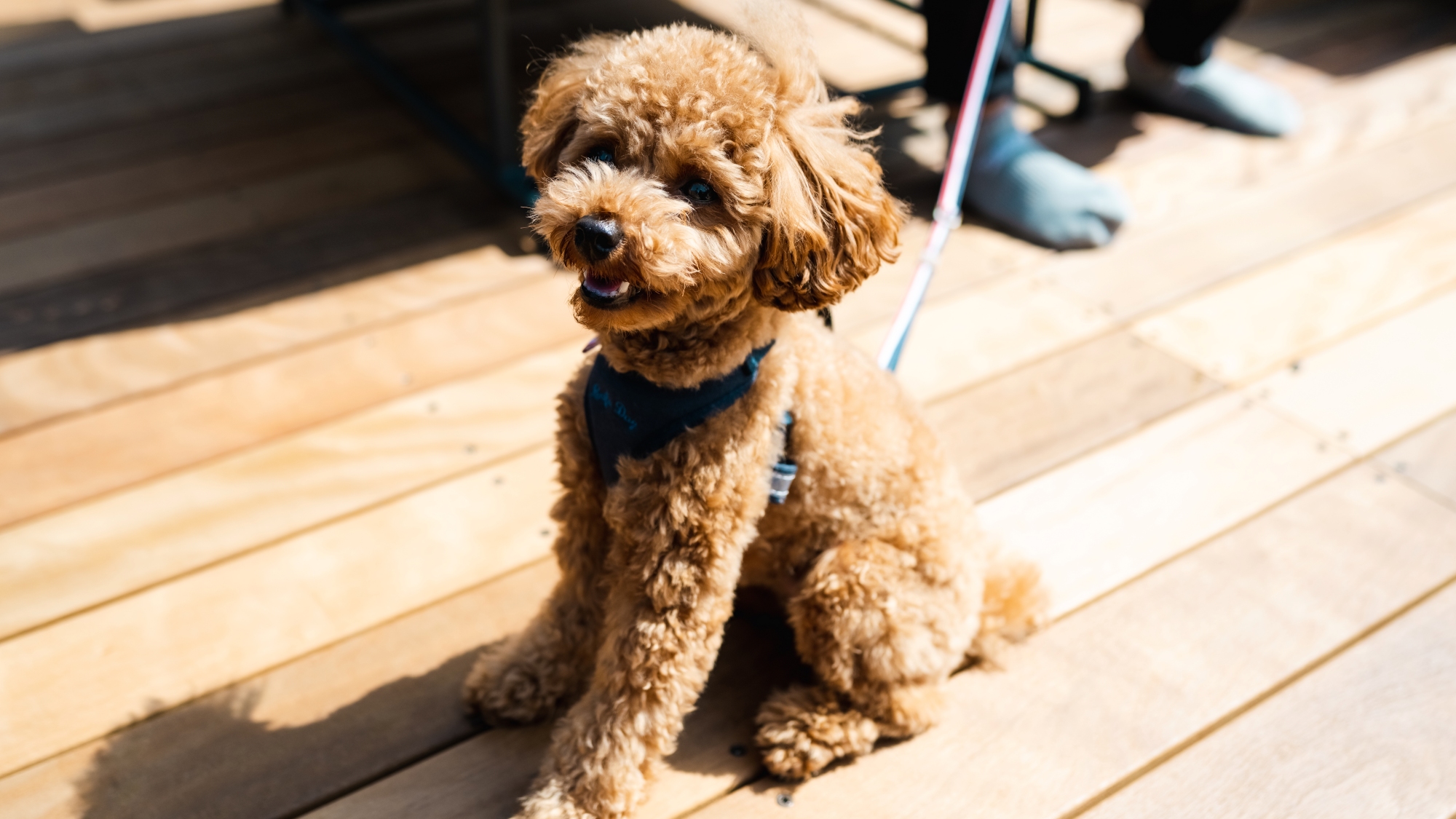 Y棟・G棟・O棟：わんちゃんと一緒にご宿泊いただけます