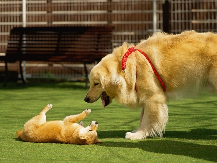 【スタンダードプラン】愛犬と過ごす、心やすらぐ那須の湯宿〜美食和会席料理〜【朝食付き】