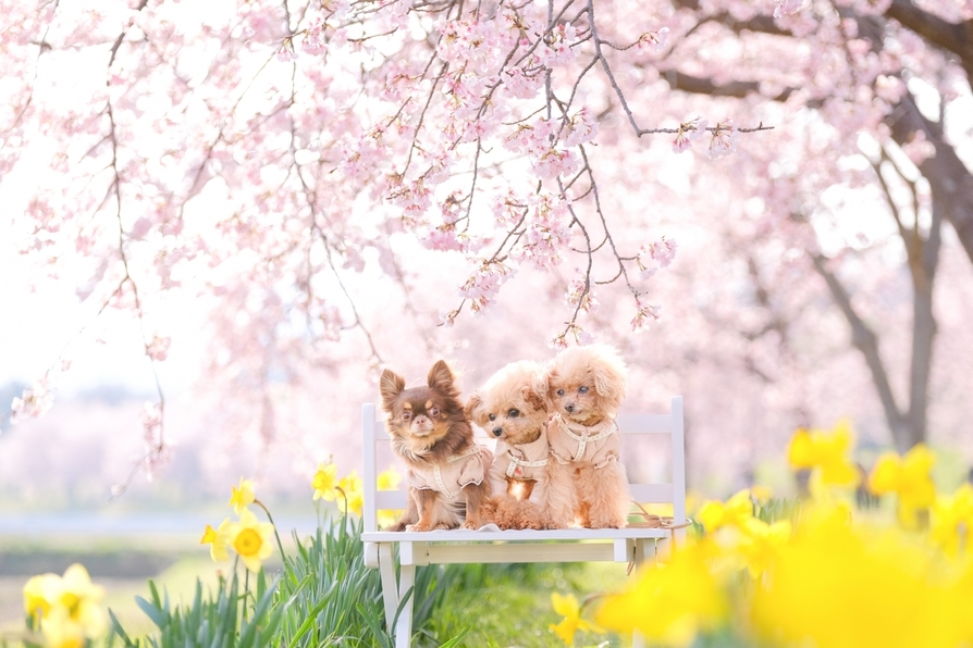 【スタンダードプラン】愛犬と過ごす、心やすらぐ那須の湯宿〜美食和会席料理〜【朝食付き】