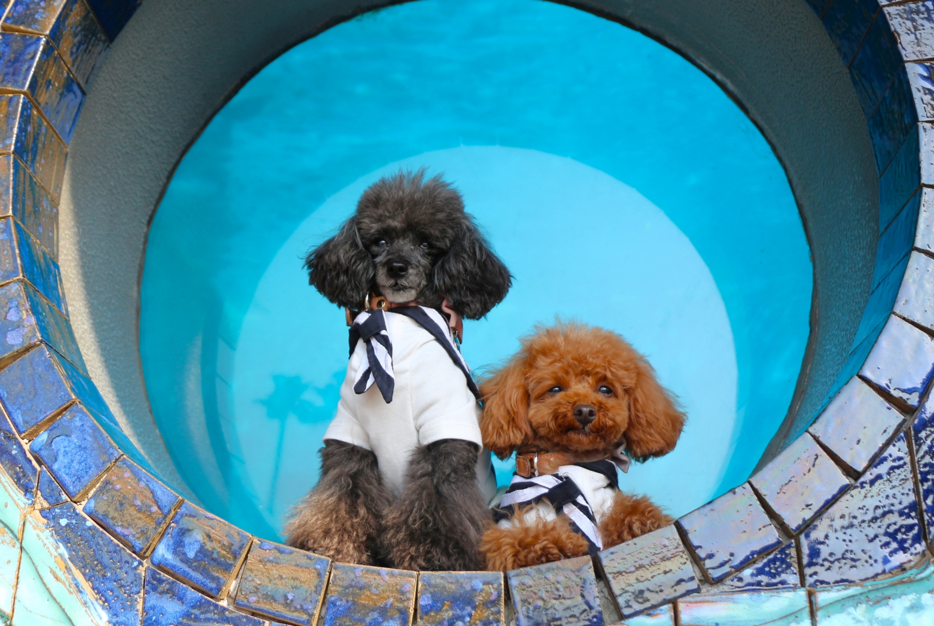 夏の青に包まれて、わんこと気まま旅