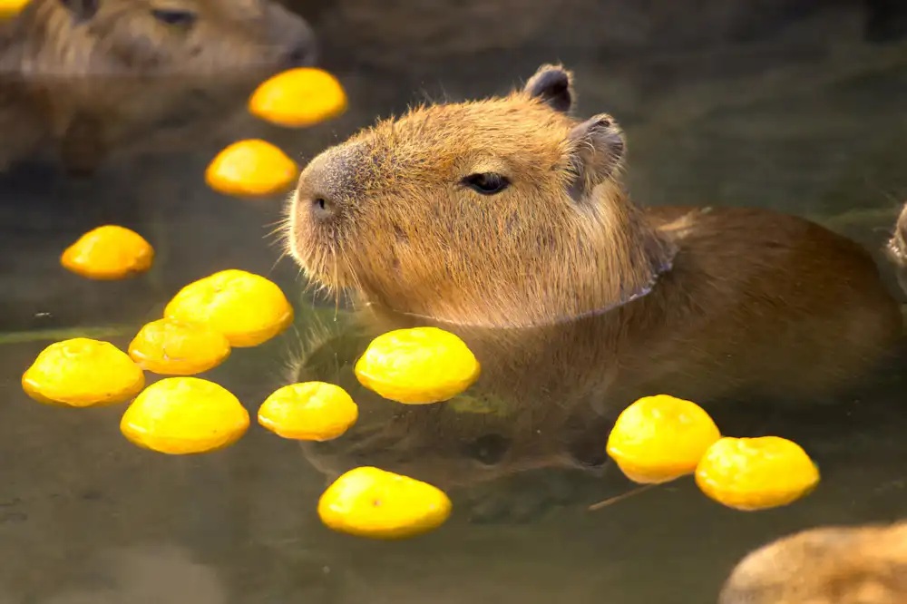 那須どうぶつ王国