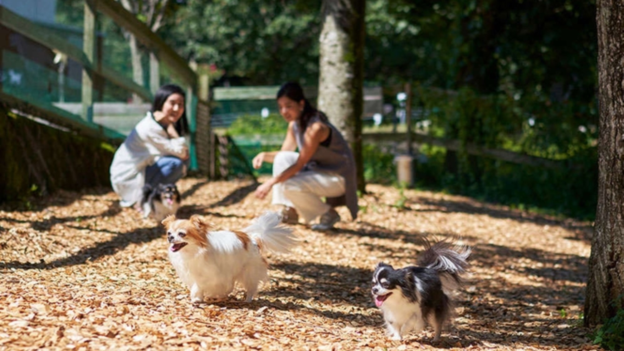 ウッドチップを敷き詰めた起伏のある広々とした屋外ドッグランでは、新鮮な空気の中で楽しいひと時を