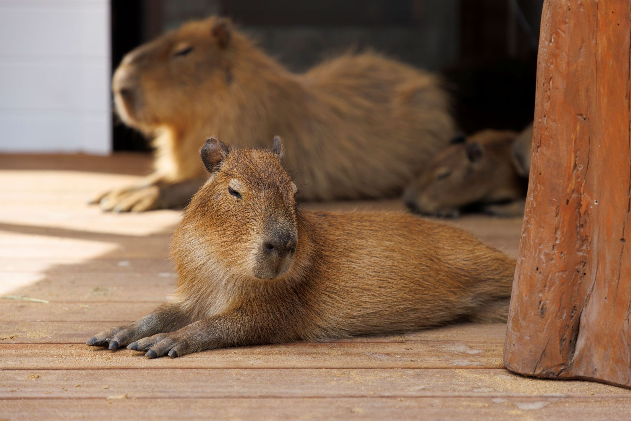 【2食付き】カピバラと過ごせる夢のお部屋★アニマルヴィラ＜特典付き＞