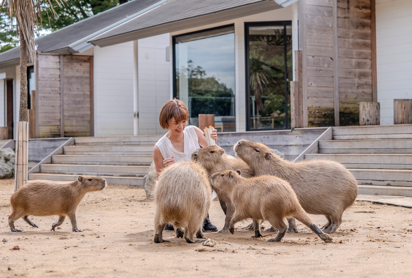【2食付き】カピバラと過ごせる夢のお部屋★アニマルヴィラ＜特典付き＞