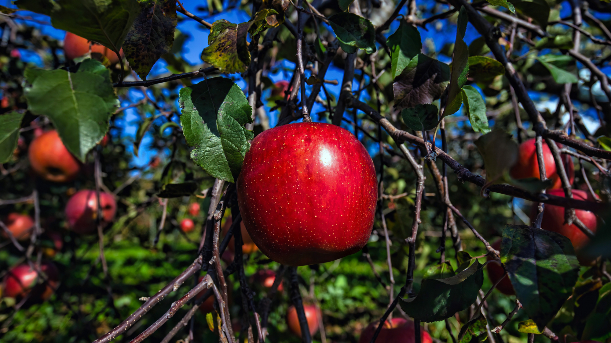 【飯綱の景色】飯綱町産リンゴ