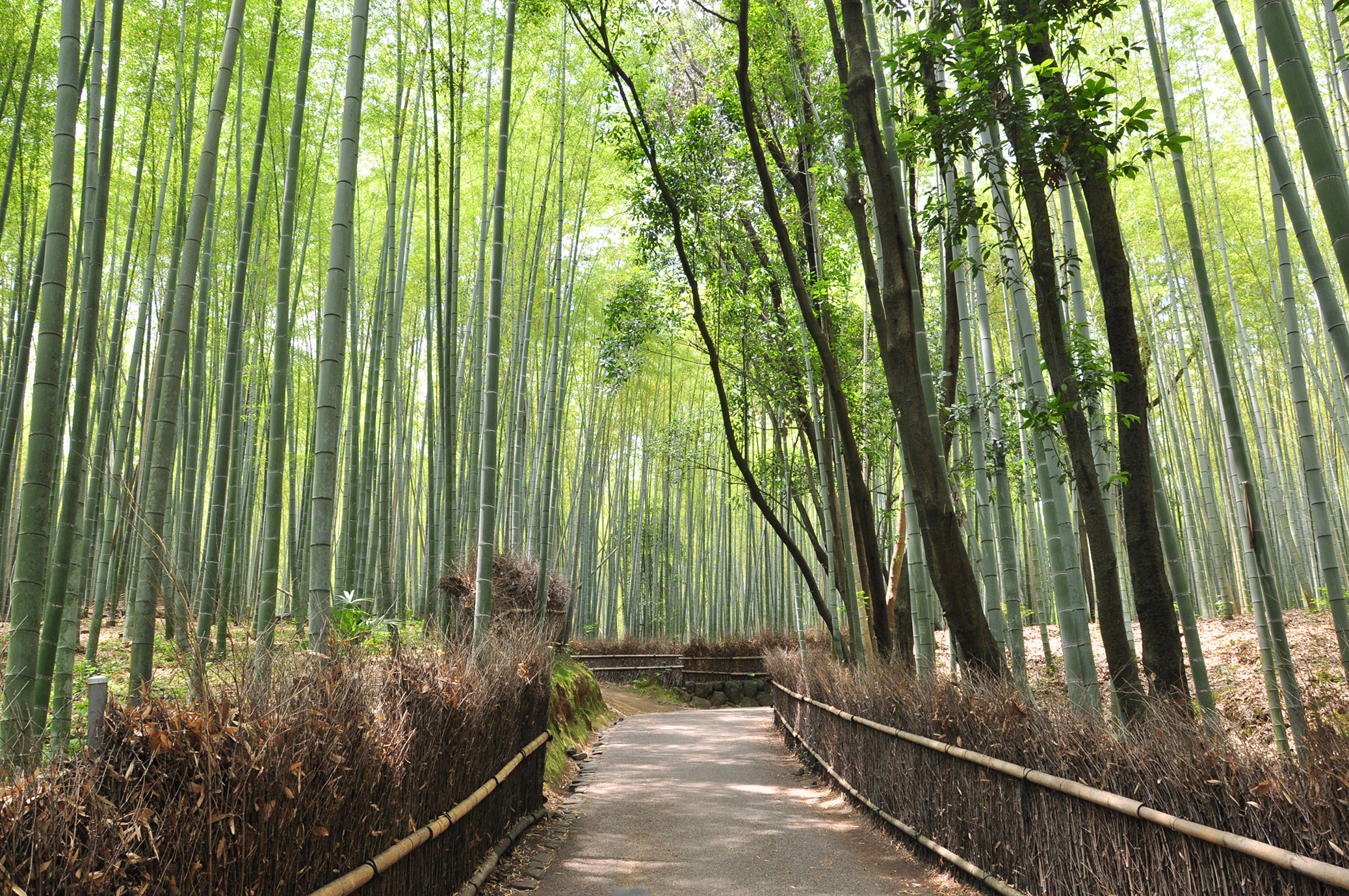 嵐山 嵯峨野竹林の小径