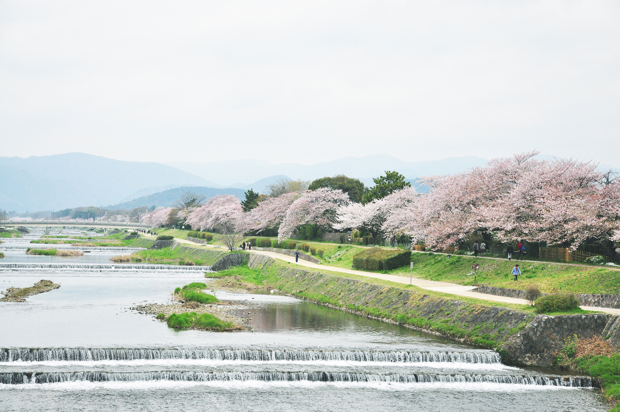 鴨川 桜