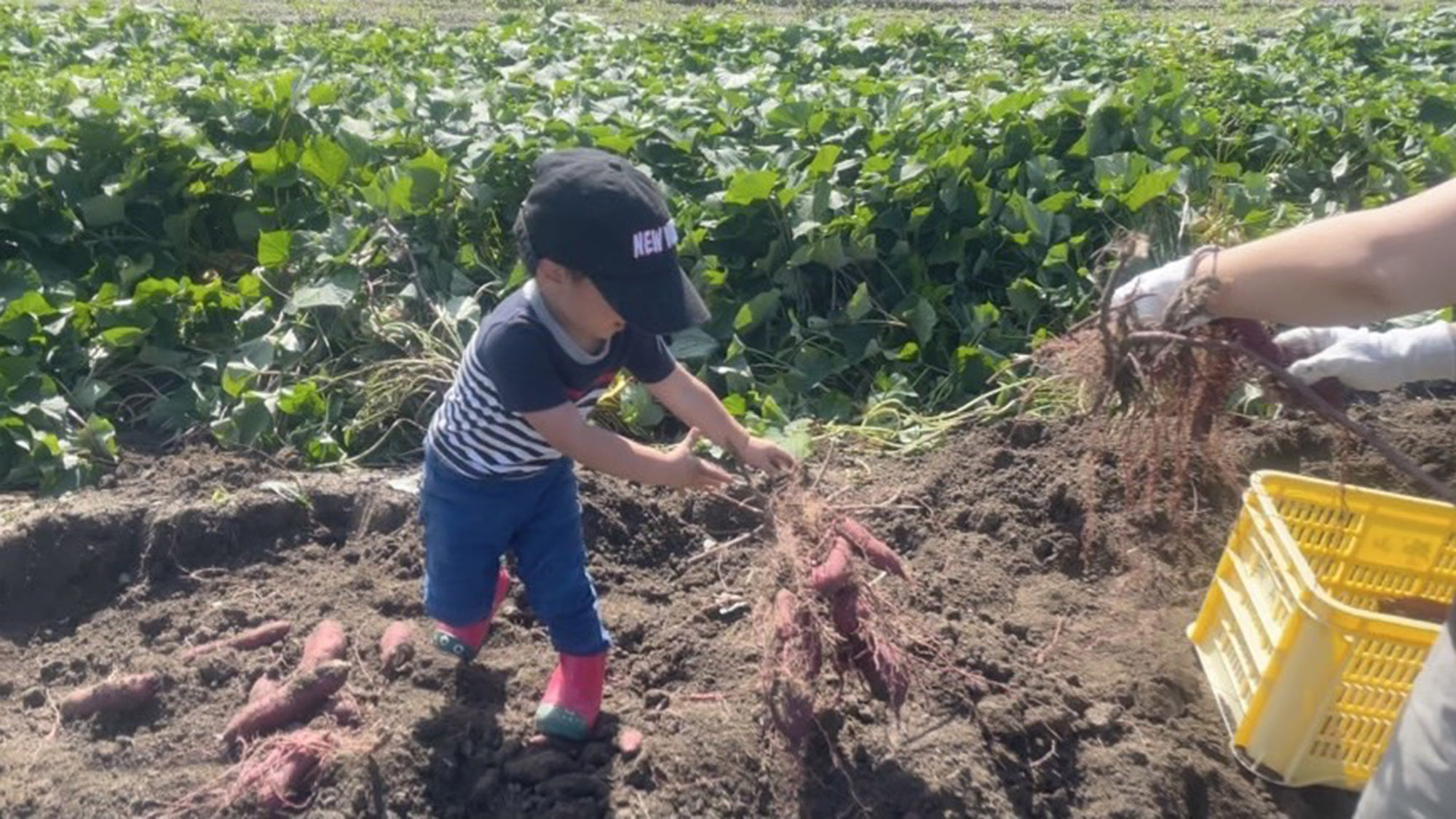 ・【アクティビティ】島の自然が、まるごと遊び場に！畑を手伝い自然にふれる、ちょっと特別な一日を