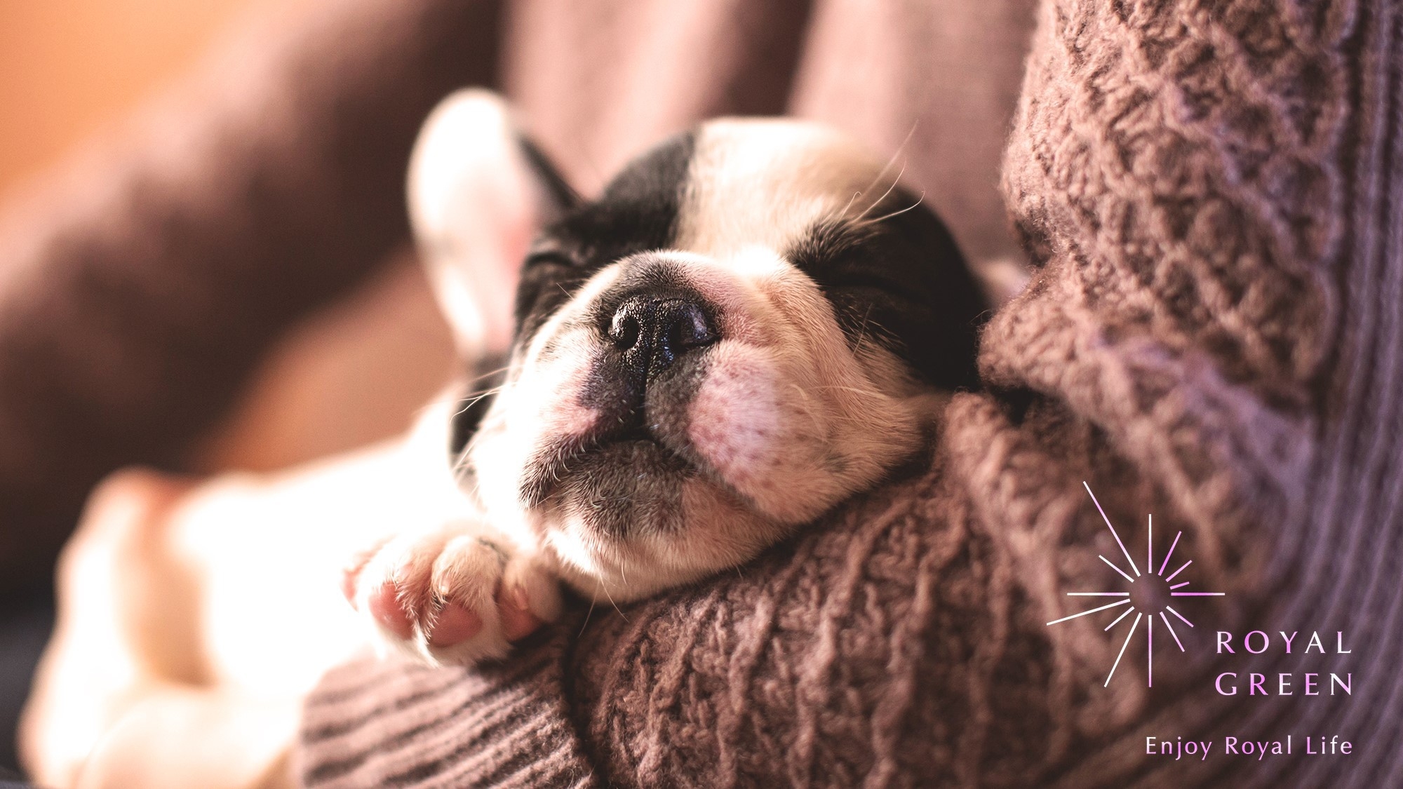 【ECO連泊／ペット2頭専用】4連泊以上のECOペットプラン！清掃不要でお得に愛犬と滞在（素泊まり）