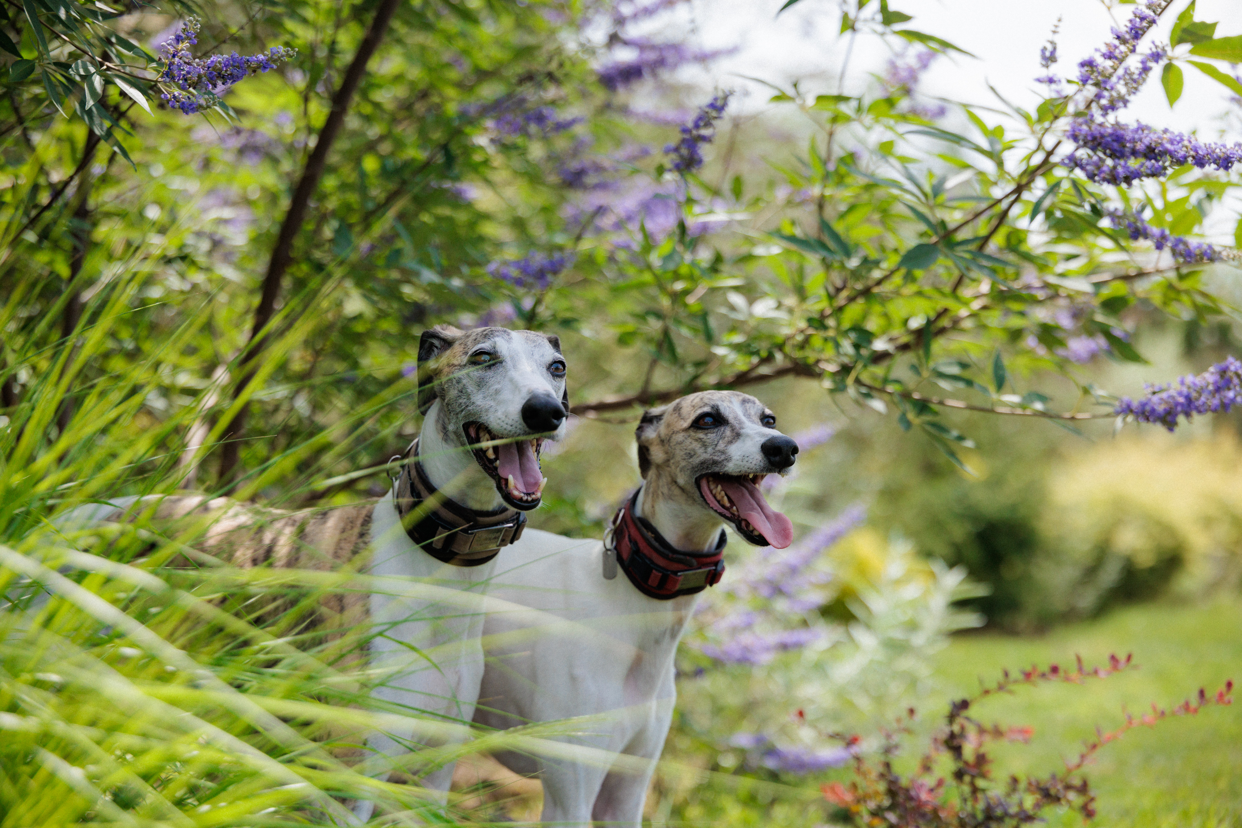 犬種を問わず3頭まで、ご宿泊者お一人様2頭まで無料