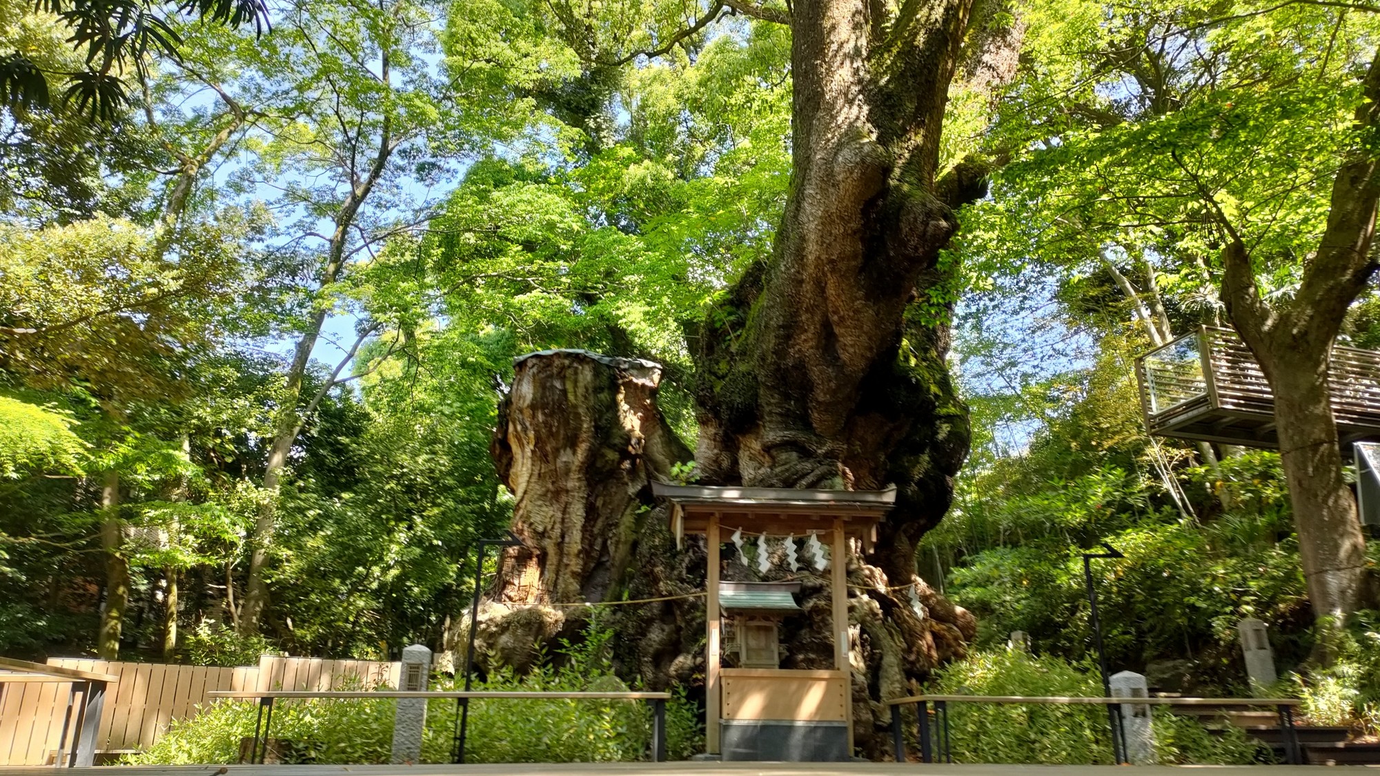 【来宮神社の大楠】樹齢2000年超・願いを込めて一周できる巨樹