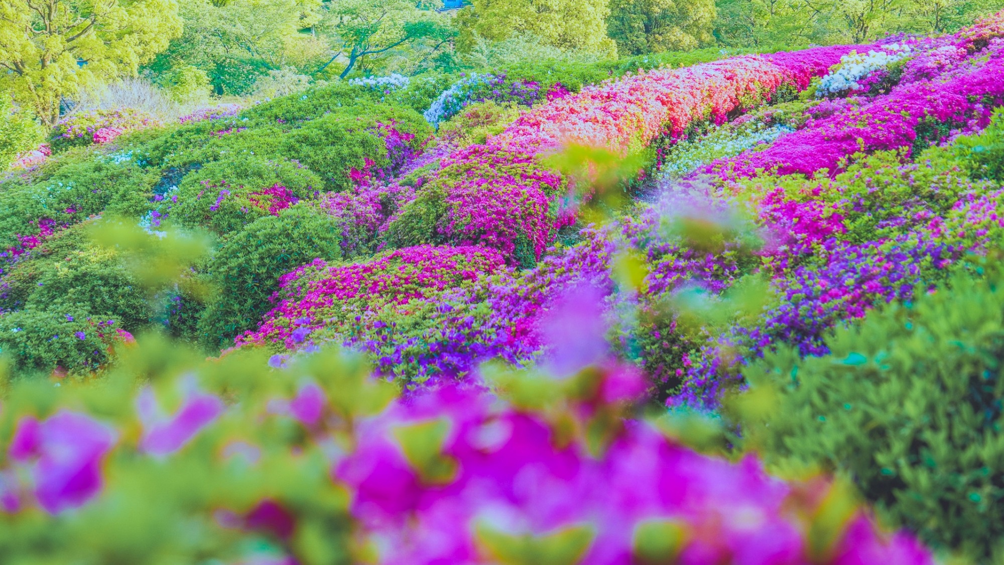 【姫の沢公園のつつじ】春は満開のつつじが咲き誇る丘の上公園（車15分）