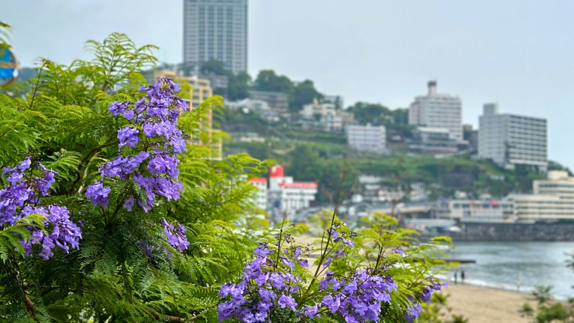 【熱海ジャカランダ】初夏限定、紫の花を楽しむ海辺の散策路