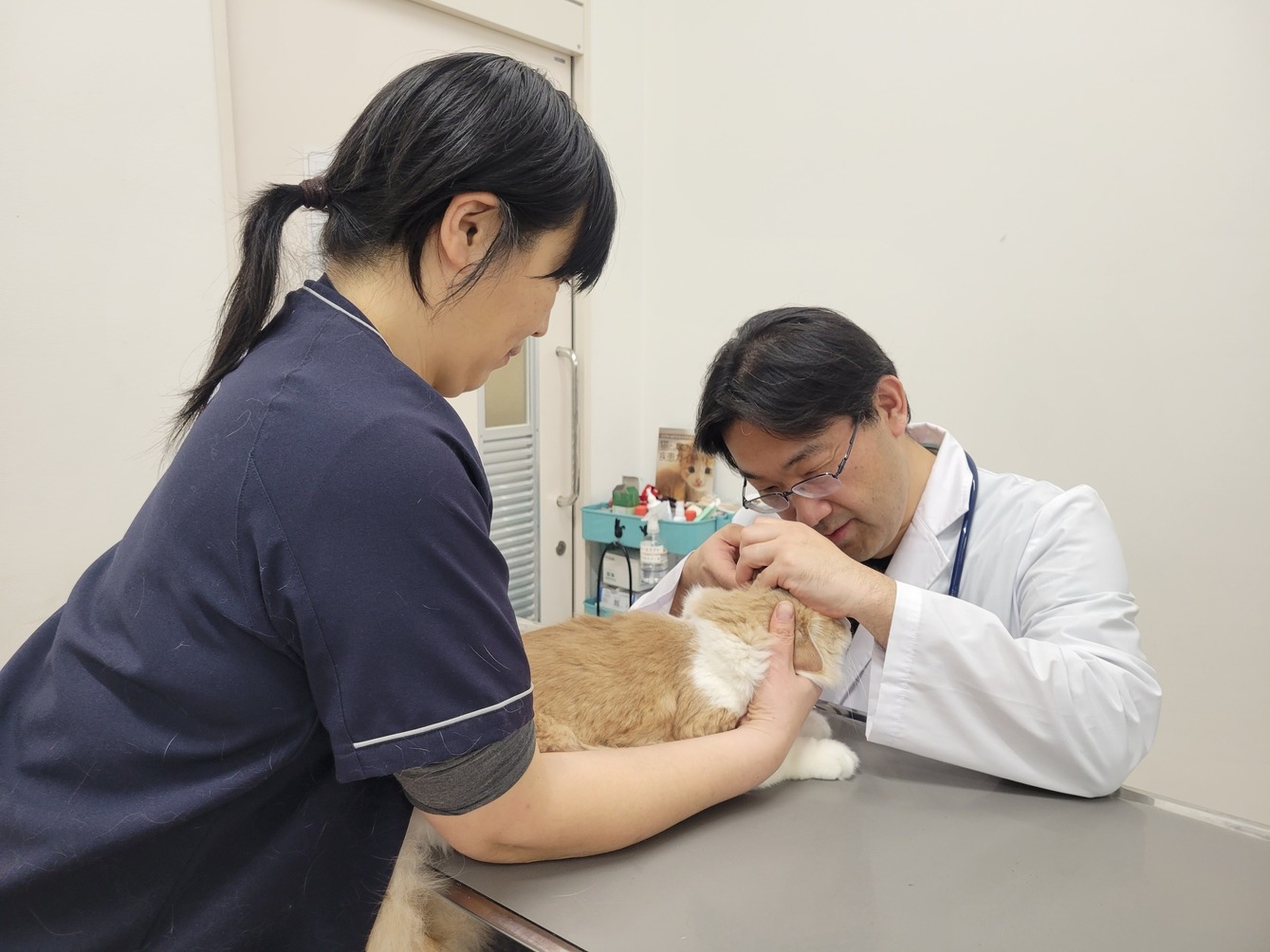 【土日祝×ペット同伴】ペットと泊まる癒やし旅♪系列動物病院の【無料健康診断チケット】付き安心ステイ
