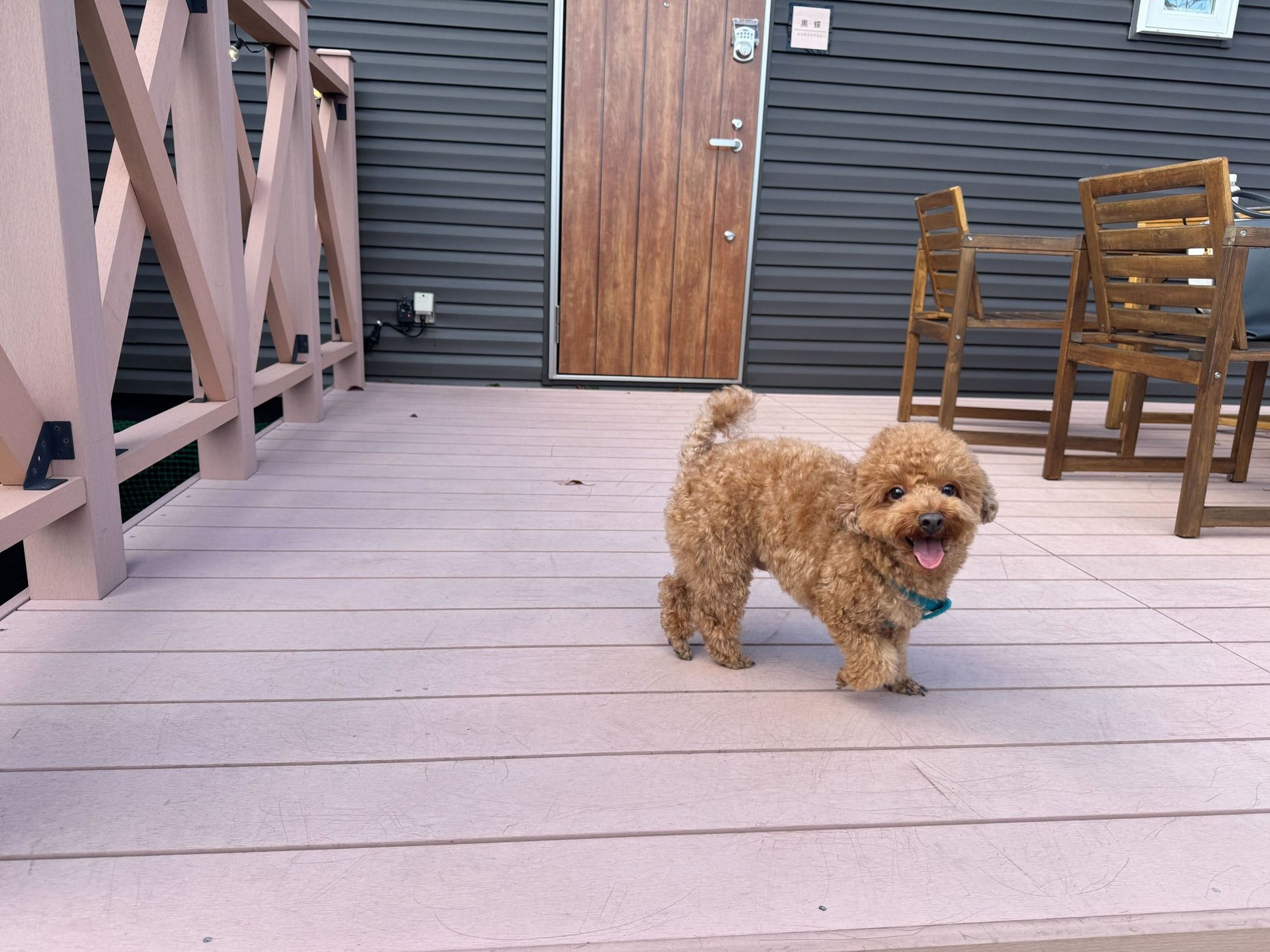 【初夏割10％OFF】期間限定☆愛犬と旅行＆大人数利用でリーズナブル /BBQグリル付/素泊まり