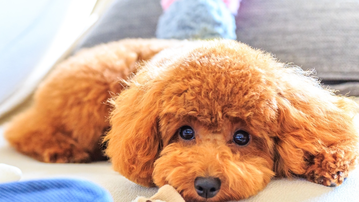 【期間限定×愛犬と一緒】最大25％OFF／夕食は愛犬とお部屋で満喫＜基本コース★＞