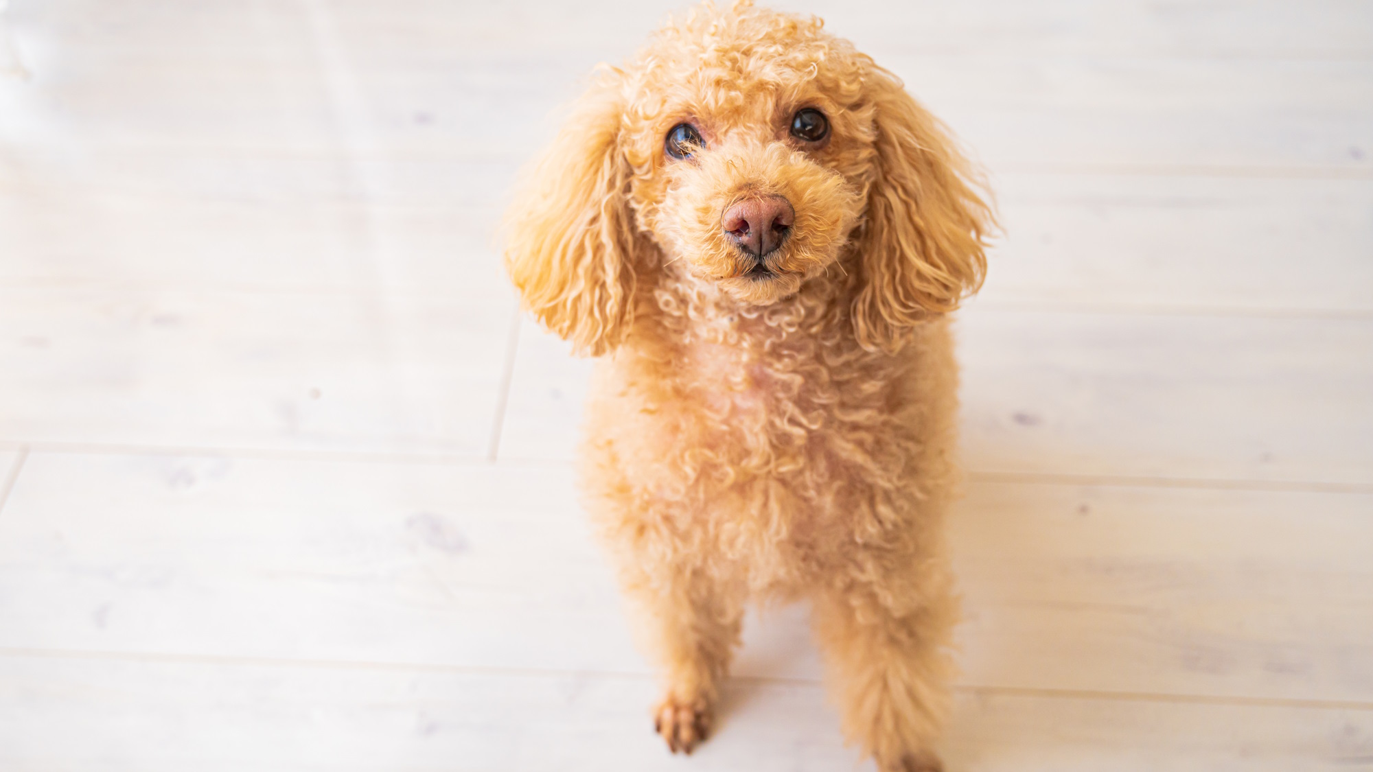 【愛犬宿泊OK】洋室ツイン　※バスなし｜禁煙