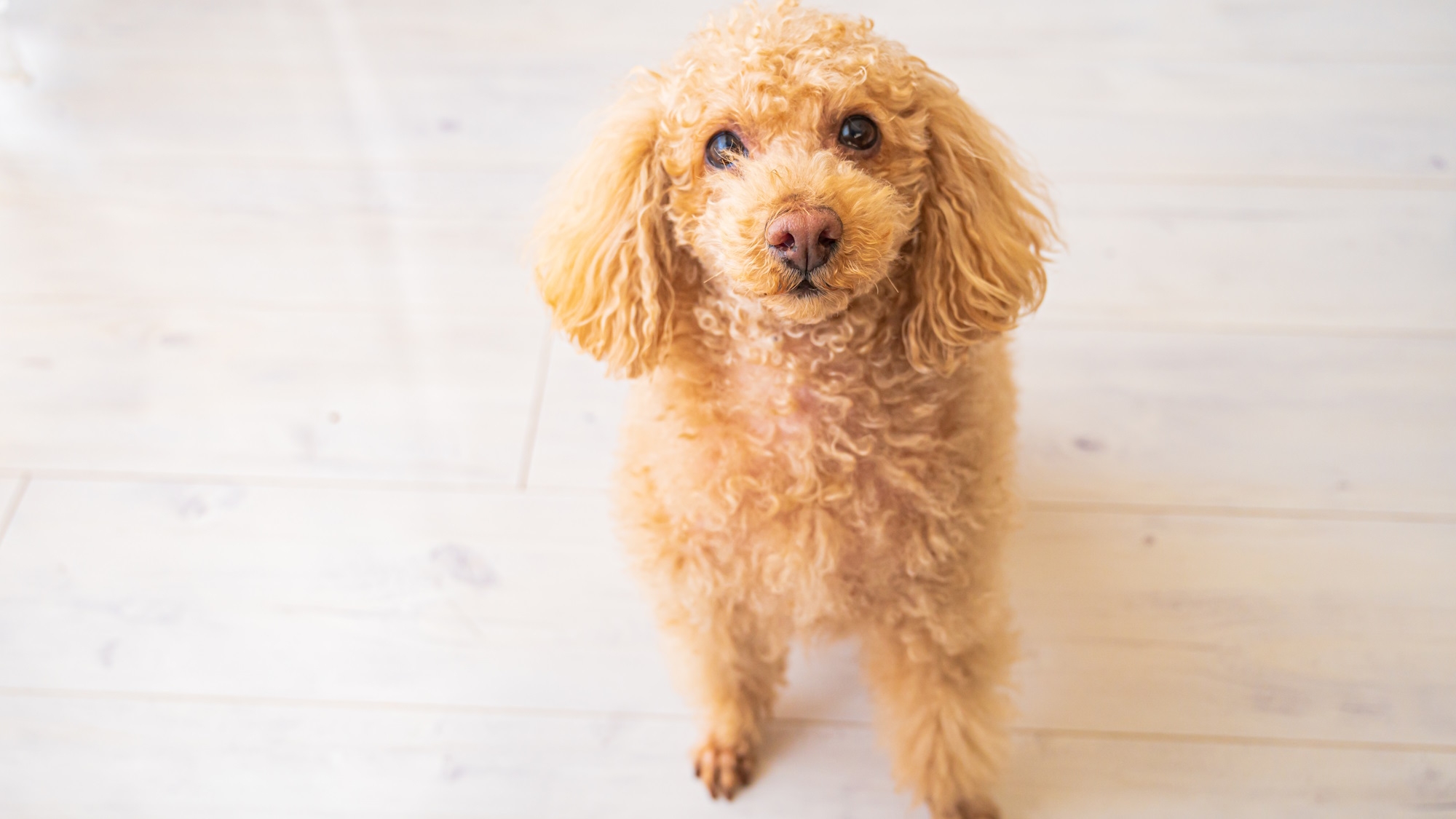 【愛犬と一緒×お盆プラン】≪8/8-8/15限定≫夏はファミリー旅行へ／部屋食付き＜基本コース★＞