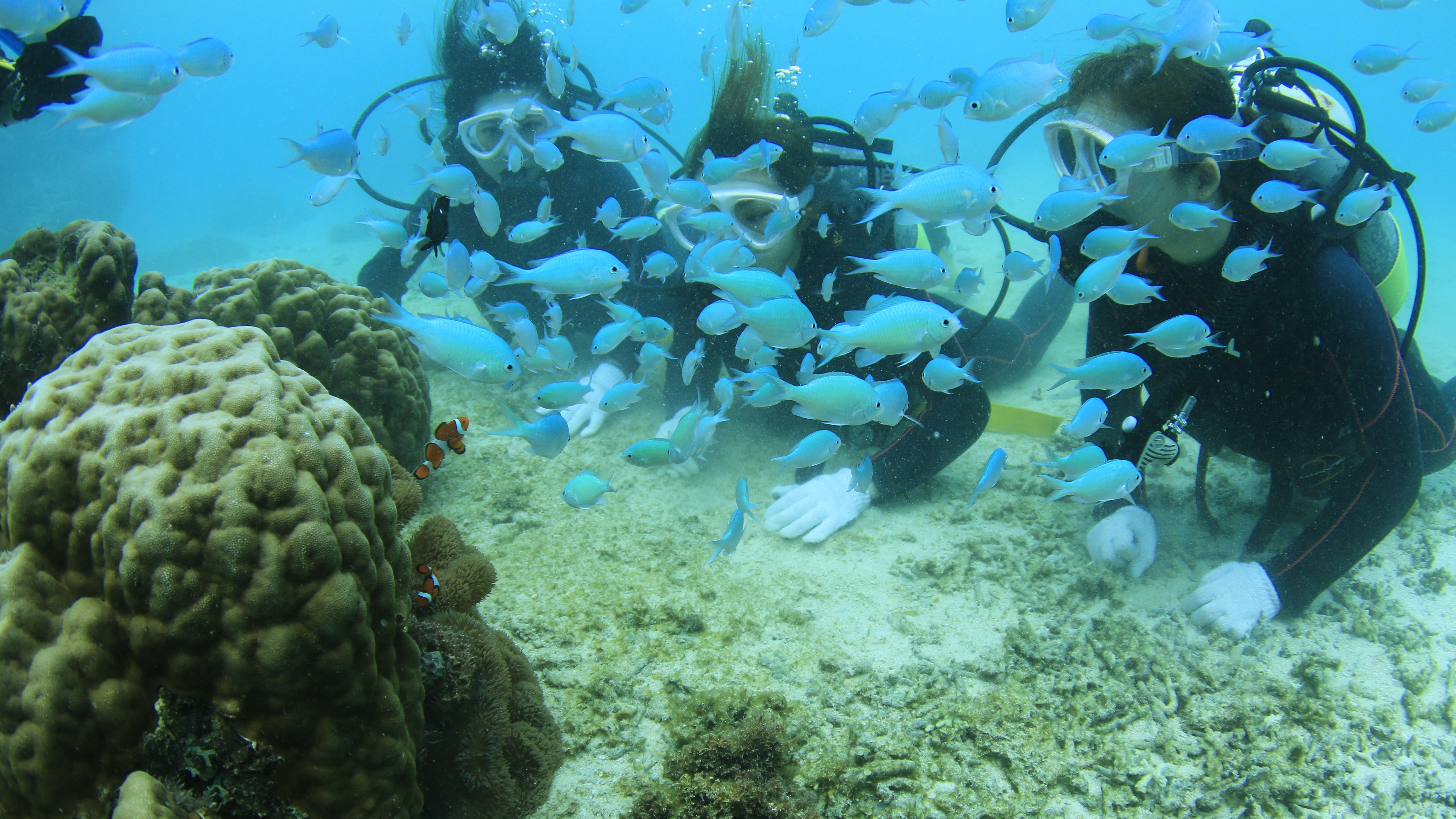 【感動体験ダイビング】なんども潜りたくなる神秘的な世界をご体験ください。