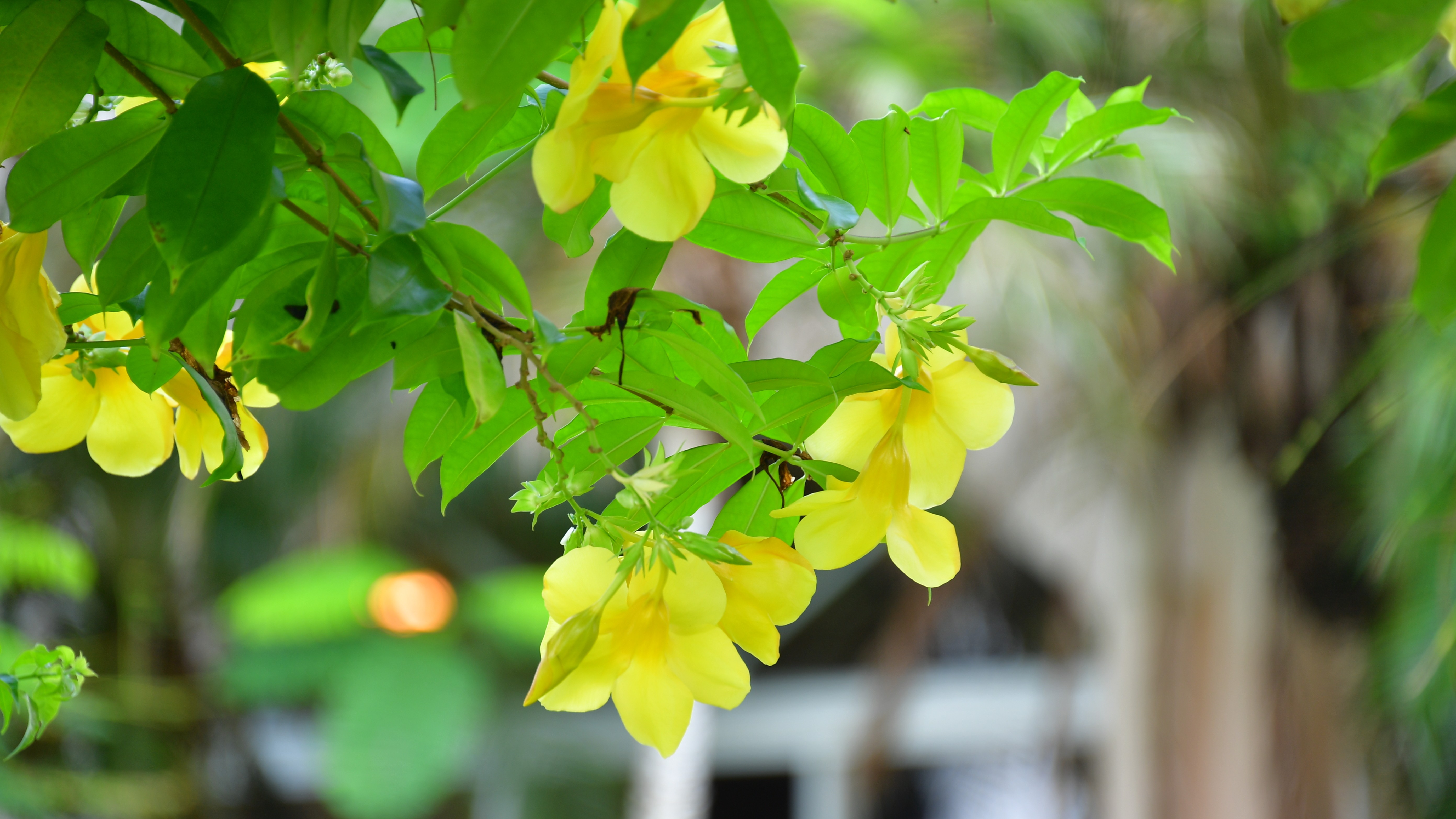 【シギラビーチ（リゾート内）】アリアケカズラ(有明葛) 英名ではアラマンダ(Allamanda)
