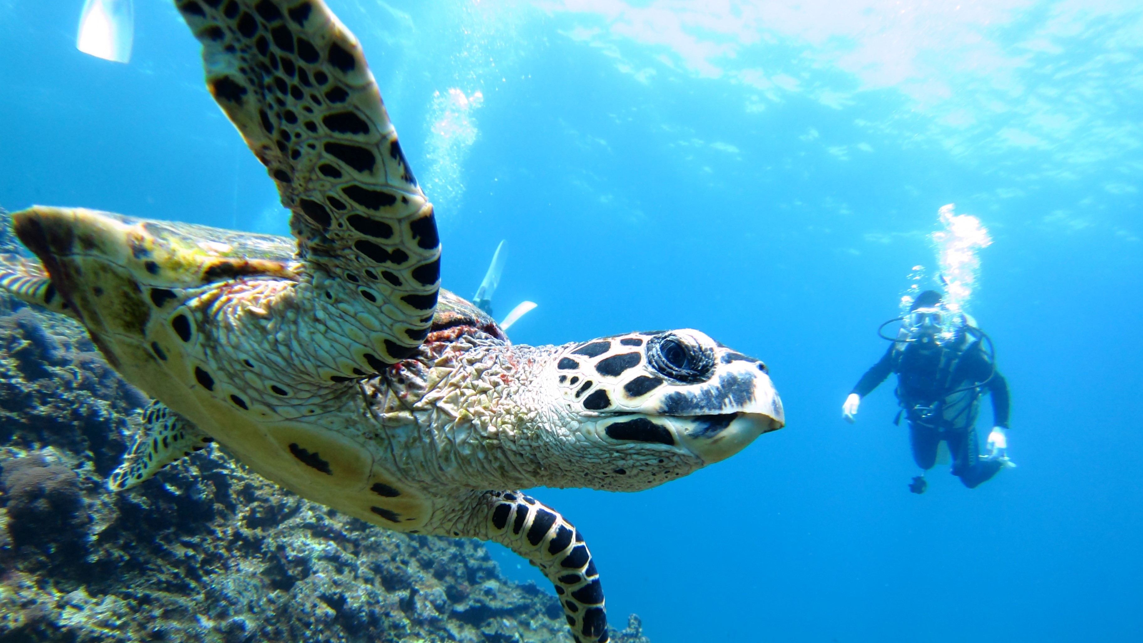 【ウミガメ】透明度抜群の海でウミガメと一緒に泳ぎませんか？