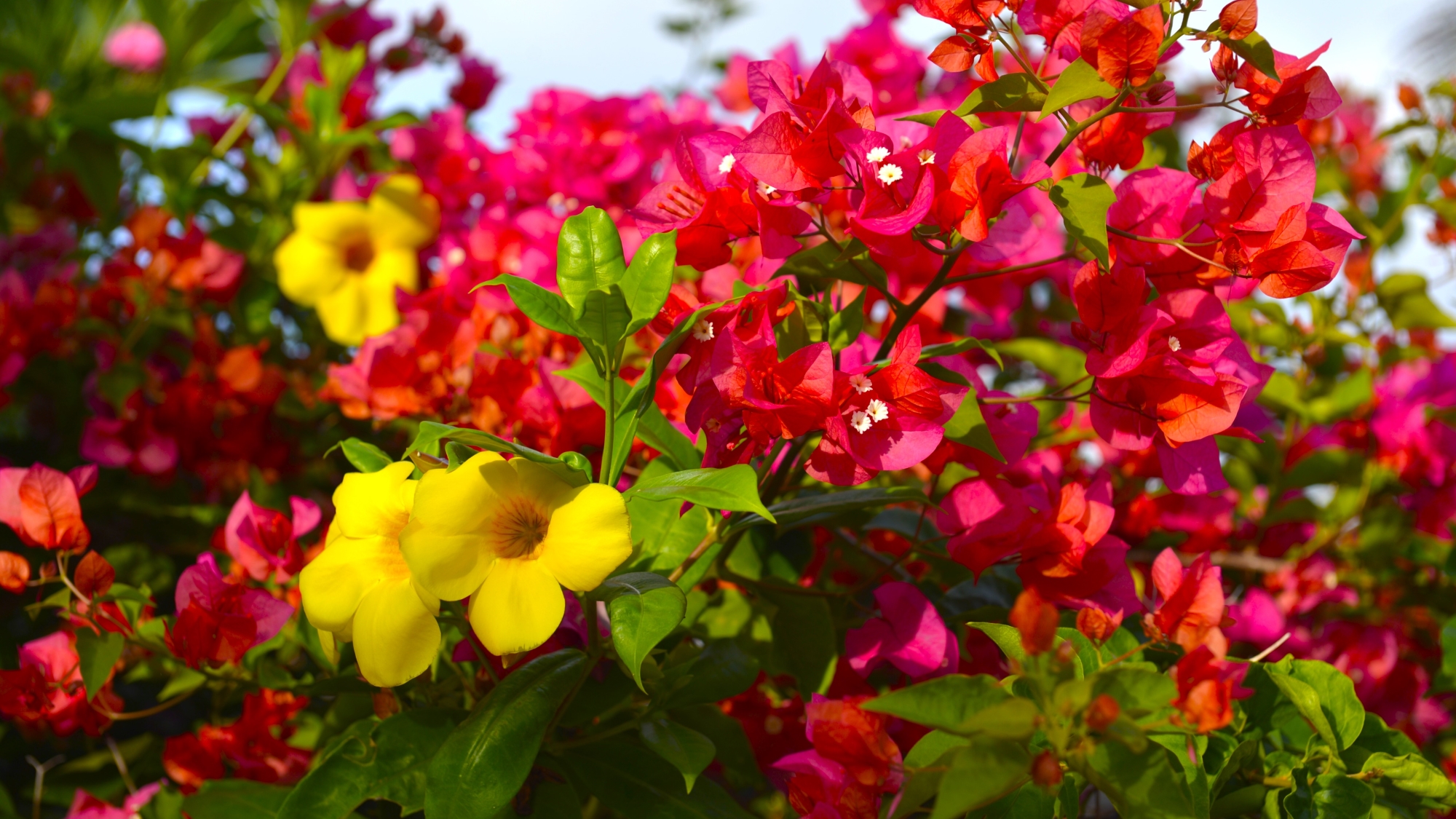 【シギラビーチ（リゾート内）】アラマンダ（花言葉：恋に落ちる前）とブーゲンビレア（花言葉：情熱）