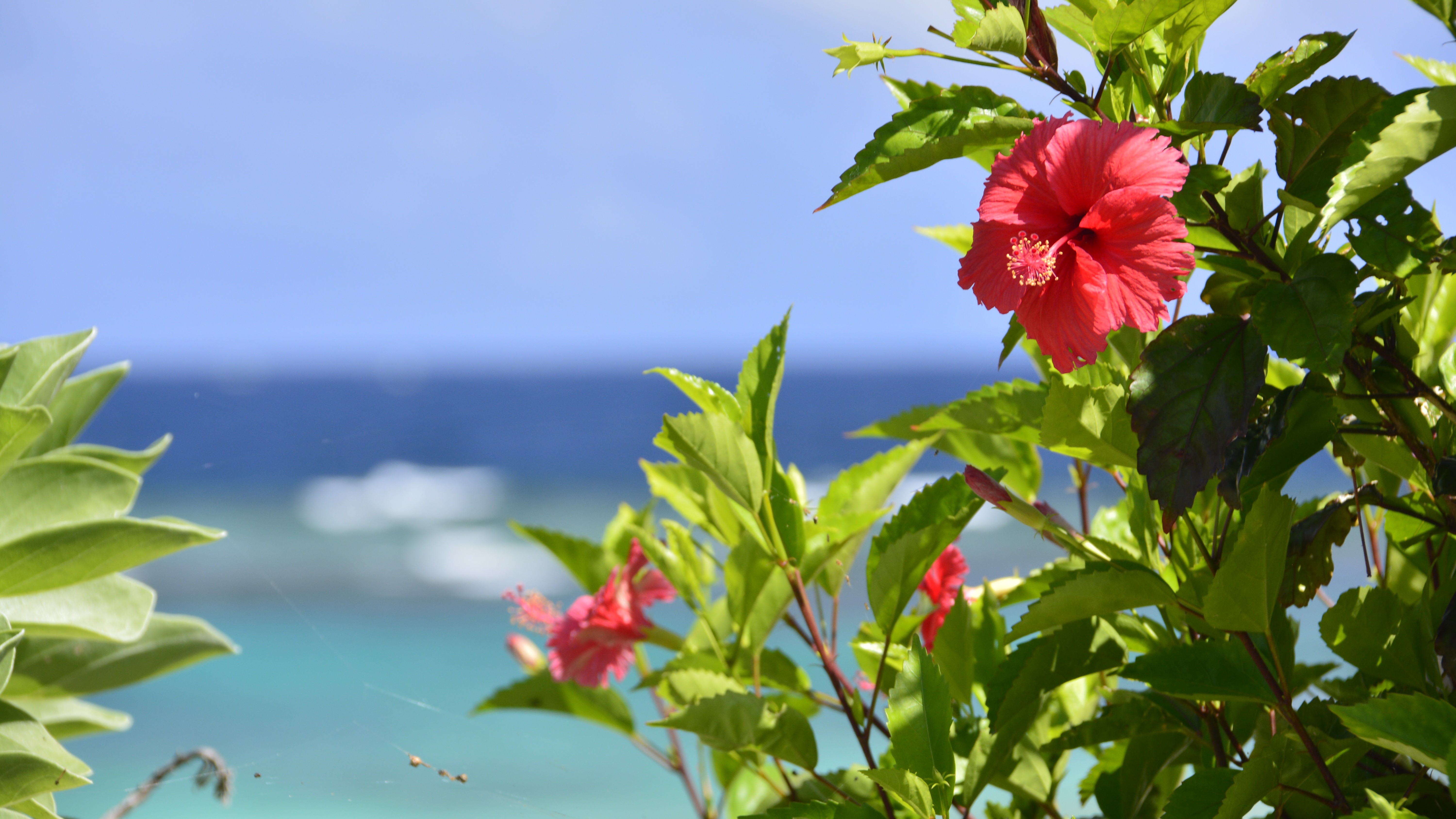 【シギラビーチ（リゾート内）】ハイビスカス　花言葉：常に新しい美・勇敢
