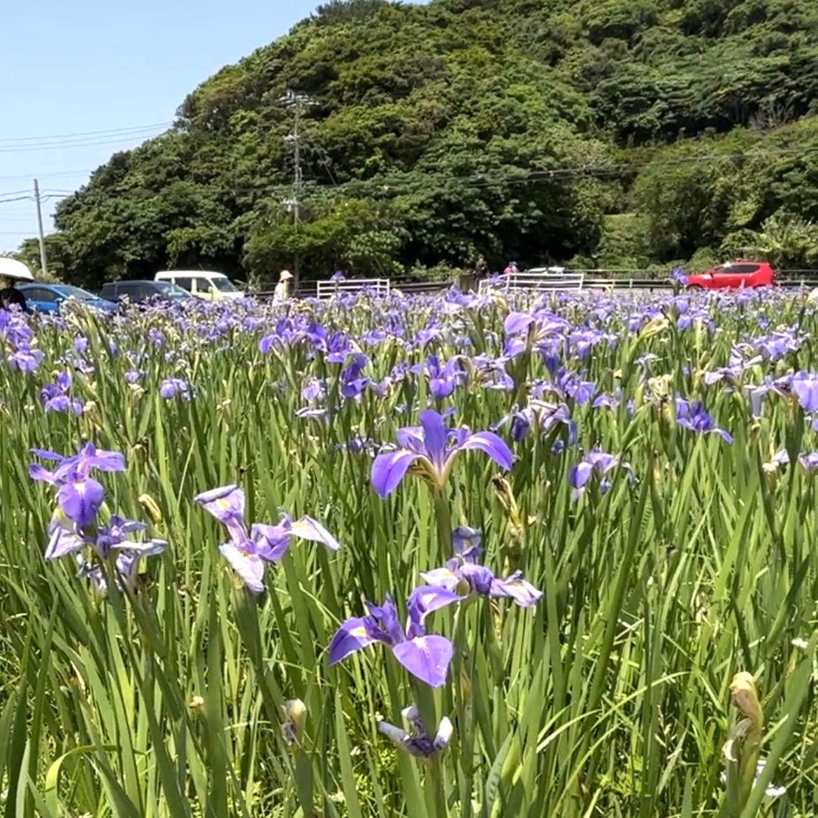 4月に咲くオクラレルカ