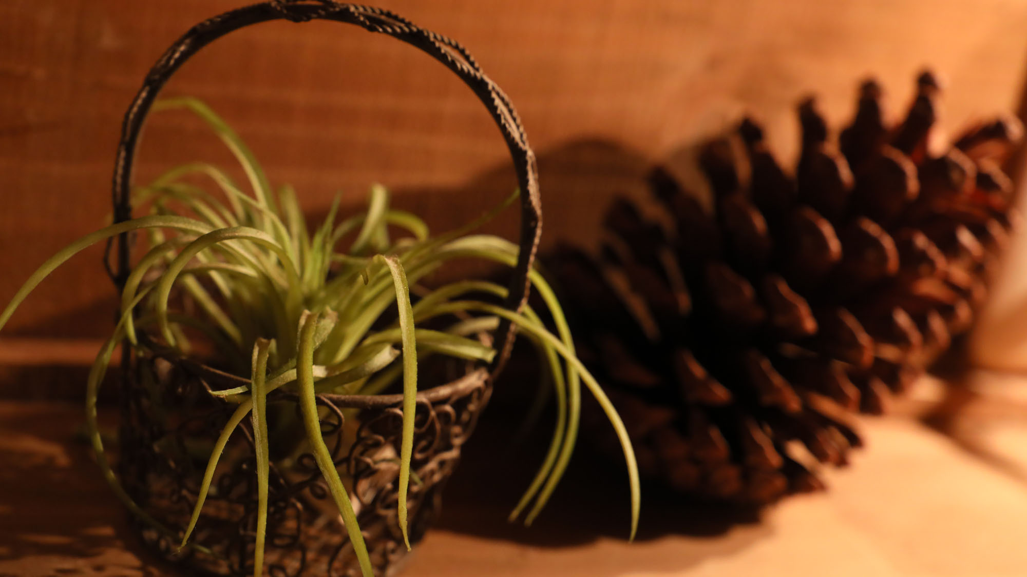 【イメージ】　*