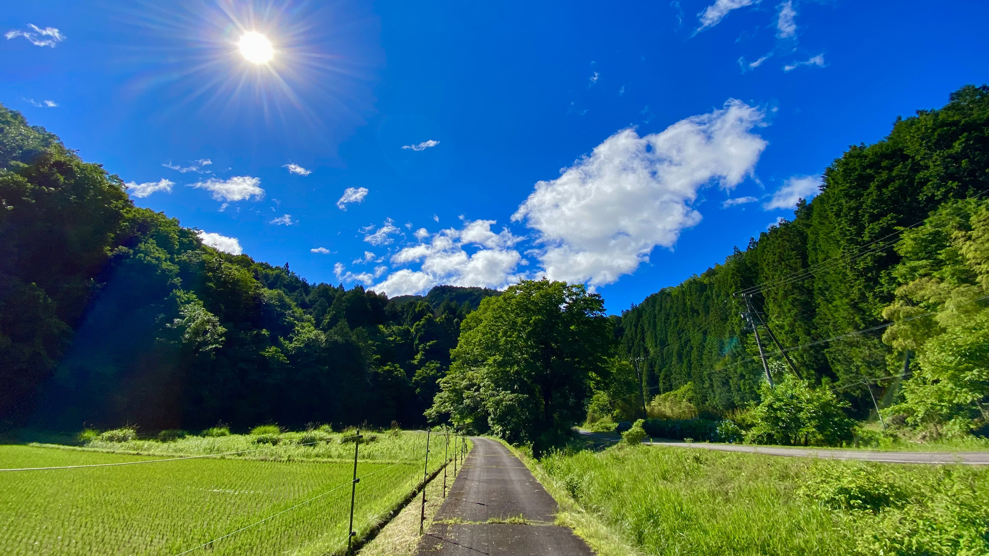 【周辺】夏は緑の絨毯が広がります*