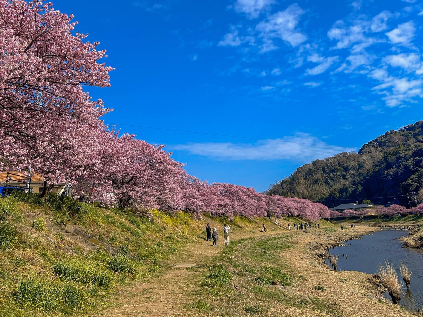＼桜祭り×AKIYATO温泉宿／河川敷の桜並木でお花見＆温泉露天風呂で夜空鑑賞プラン！