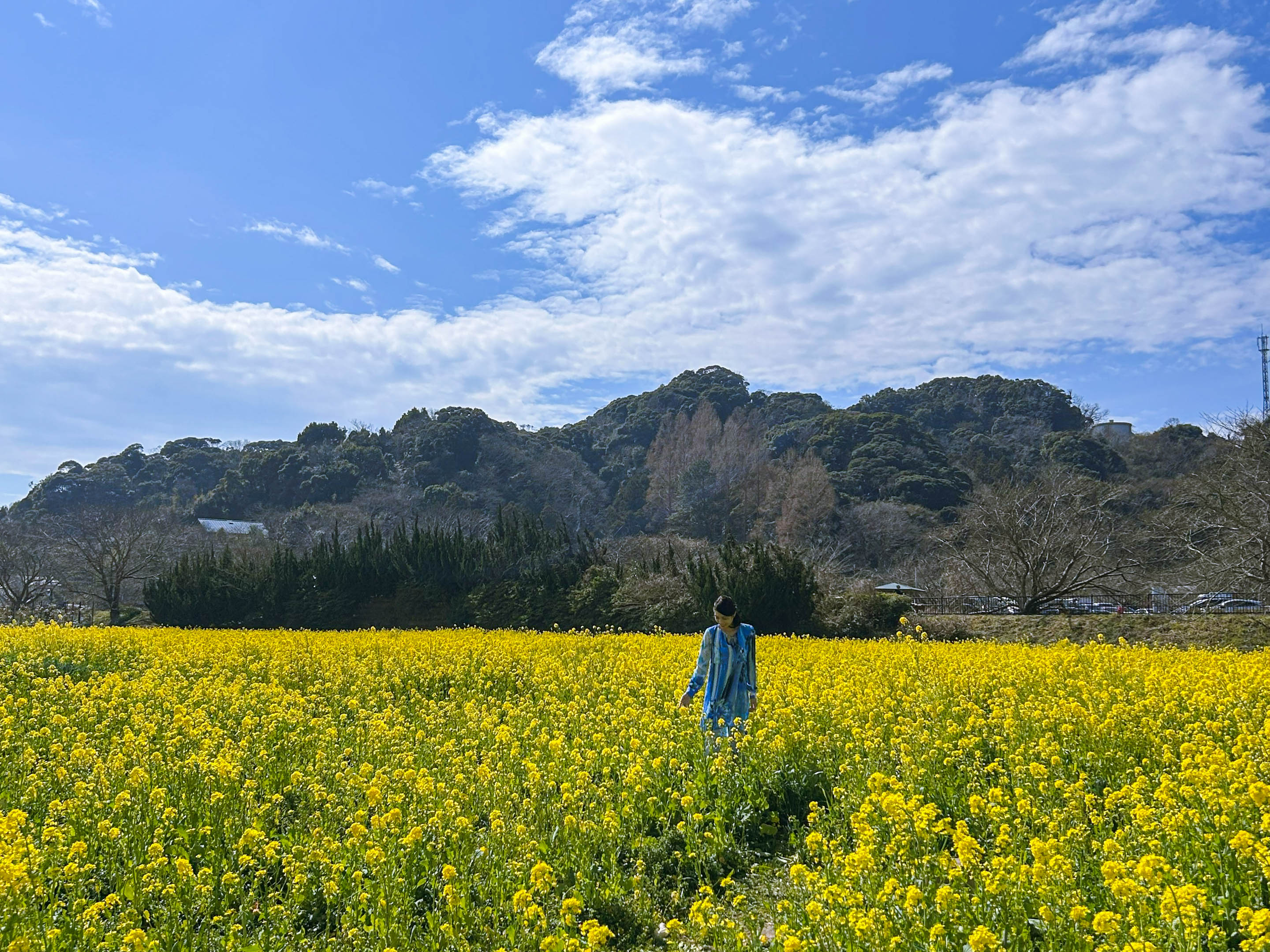 桜祭り_菜の花畑