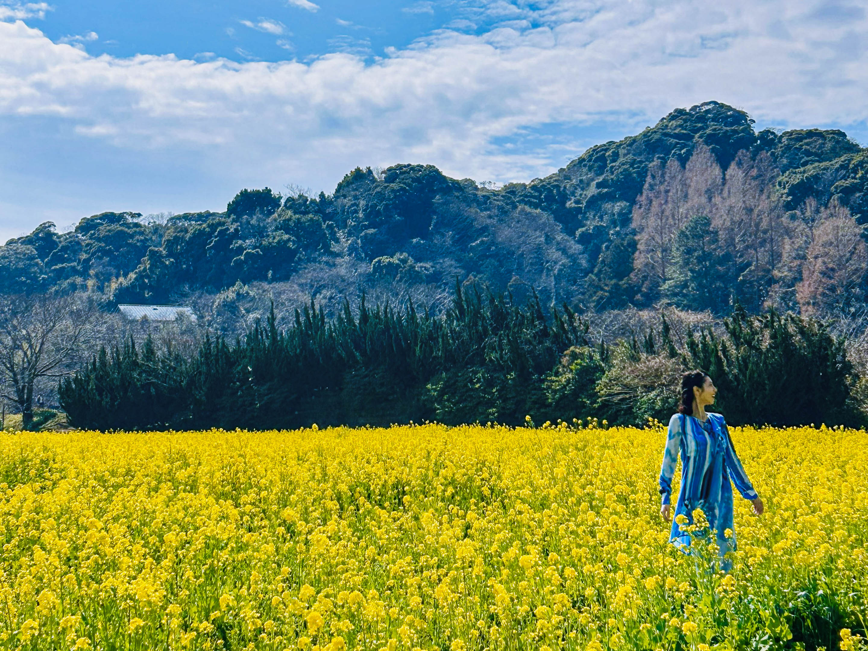 桜祭り_菜の花畑