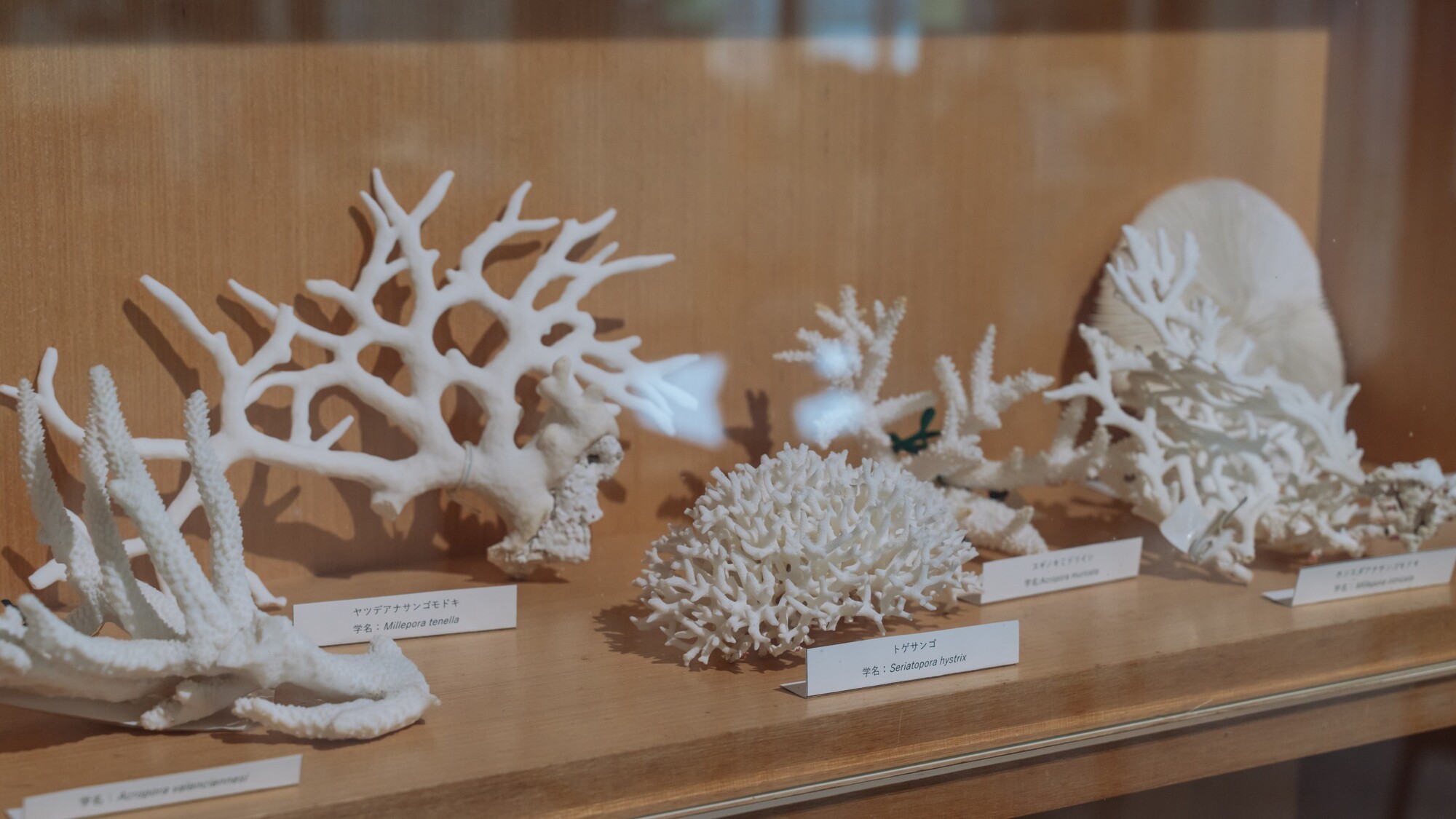 サンゴゆんたく館