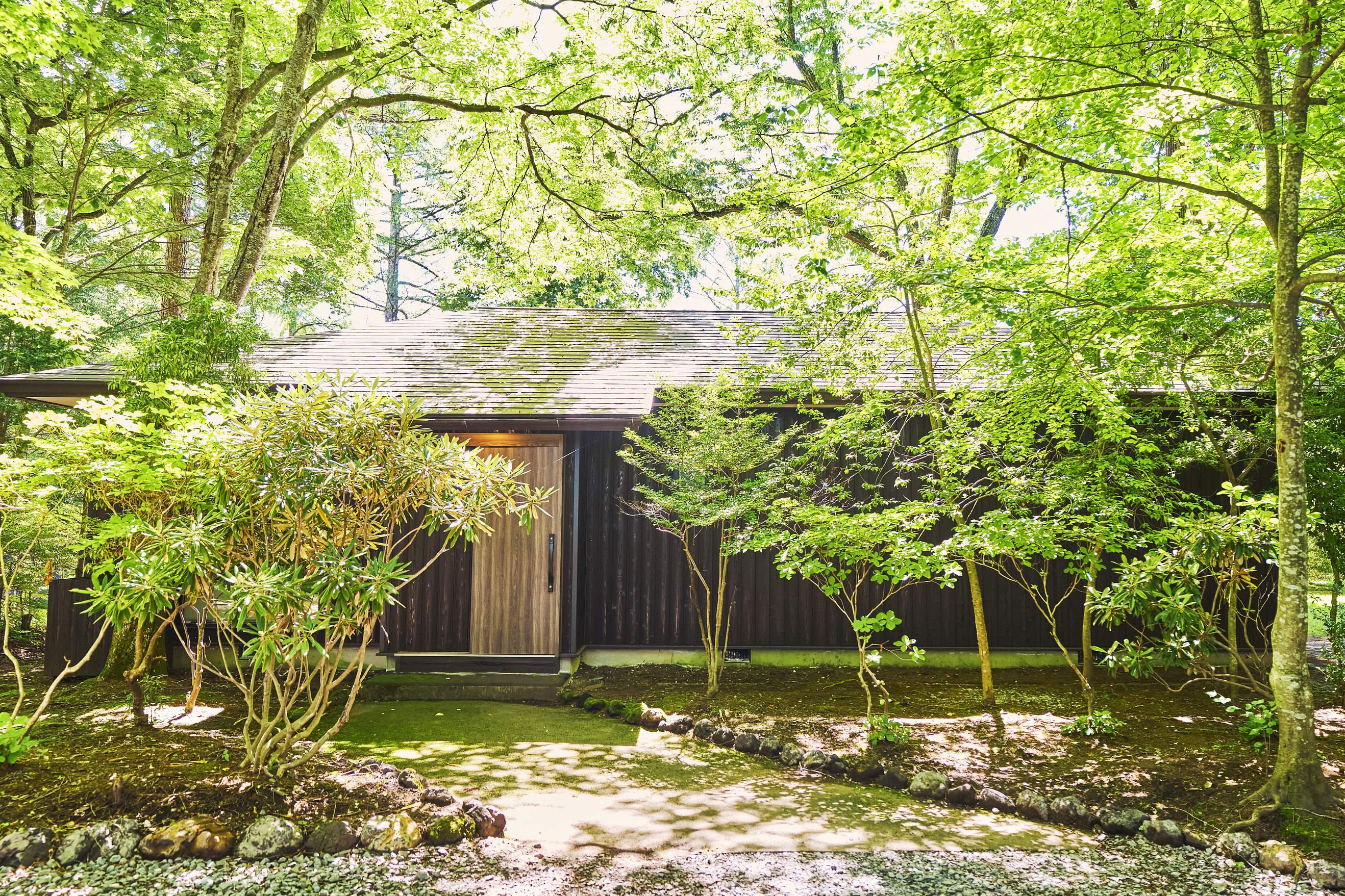 【ヤマボウシ】外観