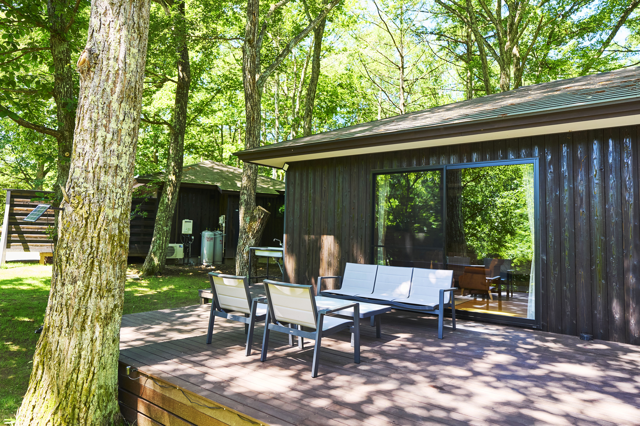 【ヤマボウシ】外観