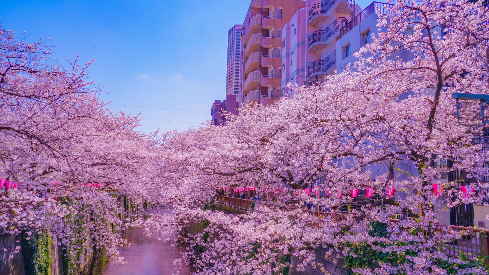 周辺観光｜目黒川（公共交通機関で約20分）