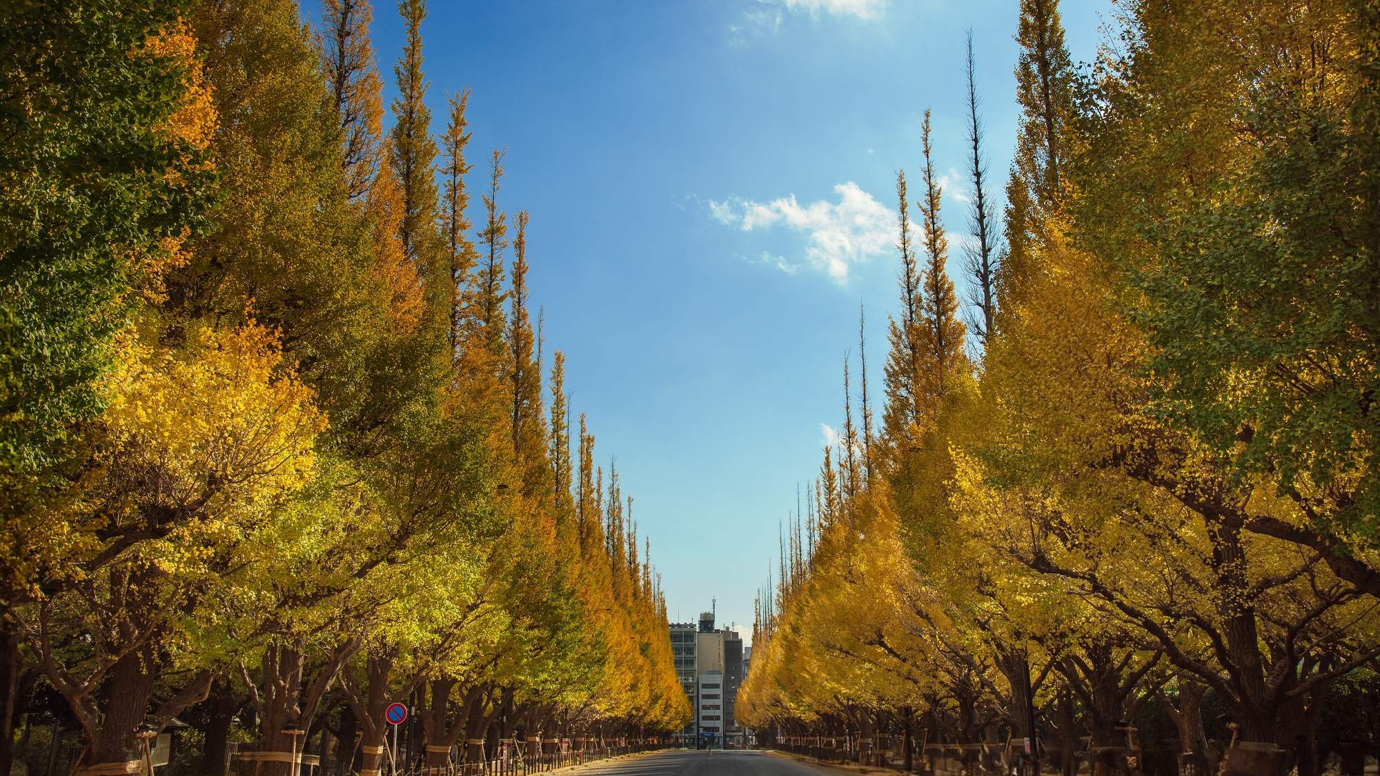 明治神宮外苑いちょう並木（公共交通機関で約30分）