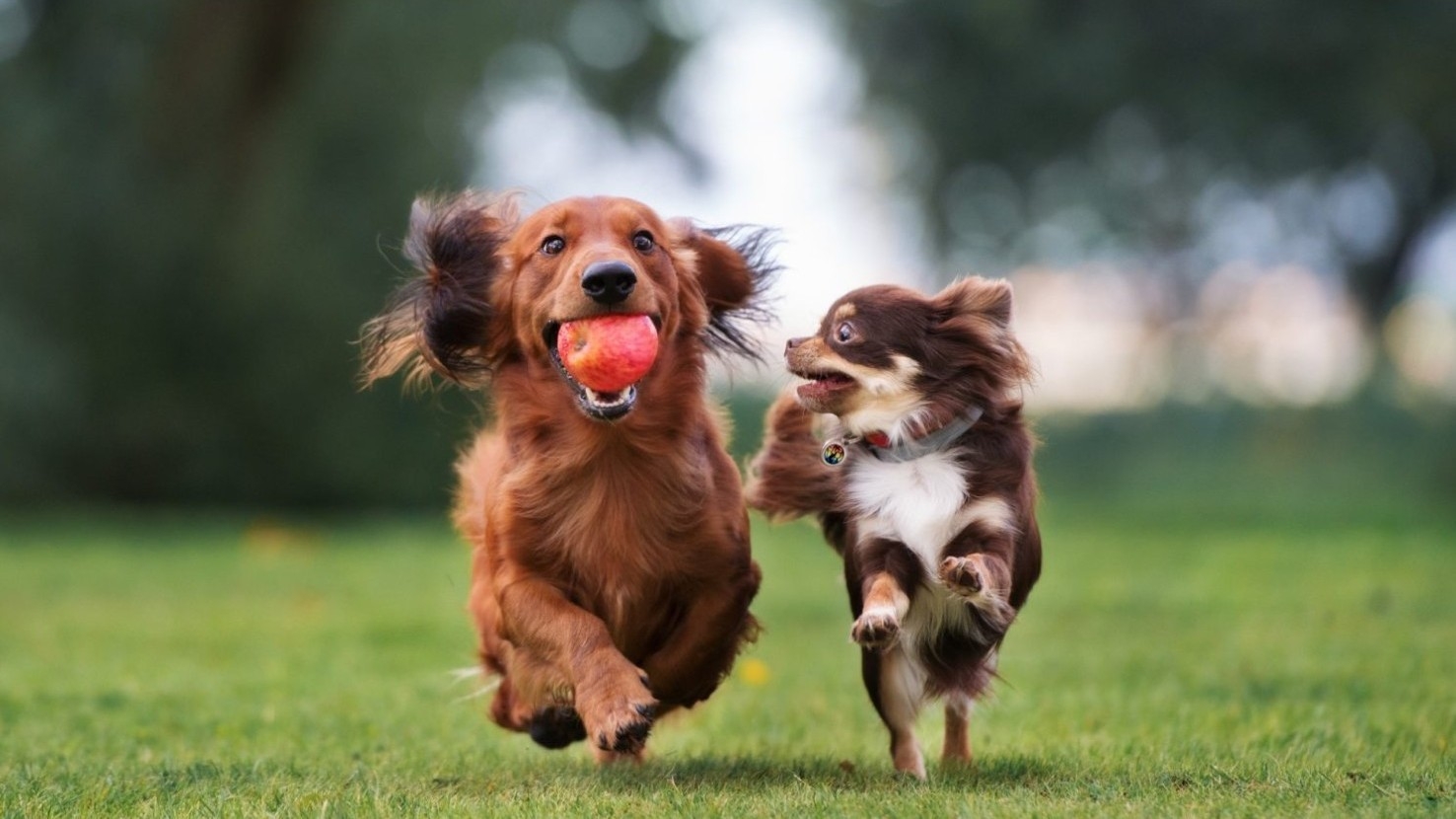 【わんちゃんと泊まれる／夕食付】愛犬と楽しむBBQ！海辺のリゾート 〜ささみボウル付
