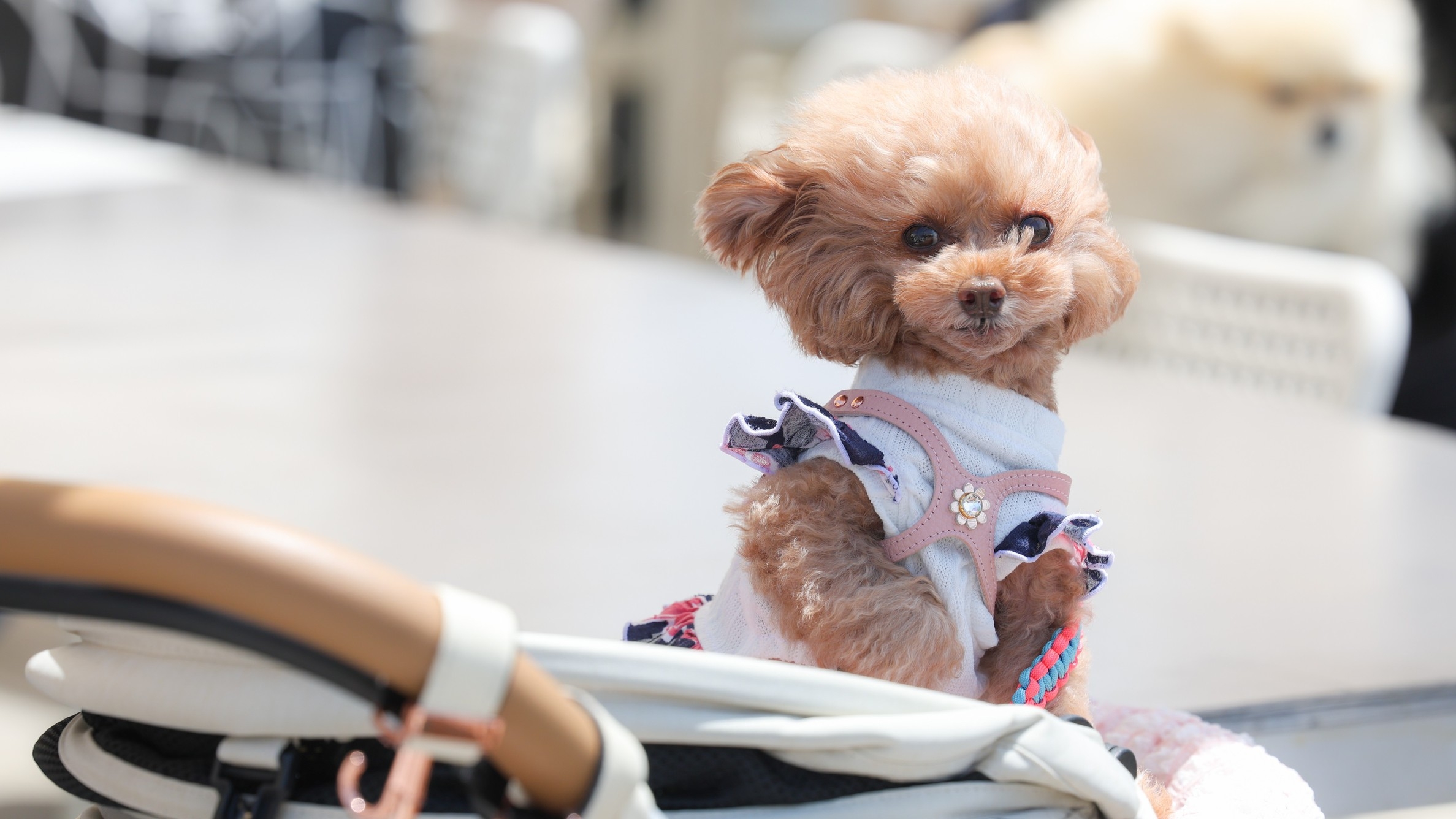 【1室3匹OK｜ペット可】素泊まり｜愛犬と過ごす海辺のリゾートステイ（ささみボウル付）