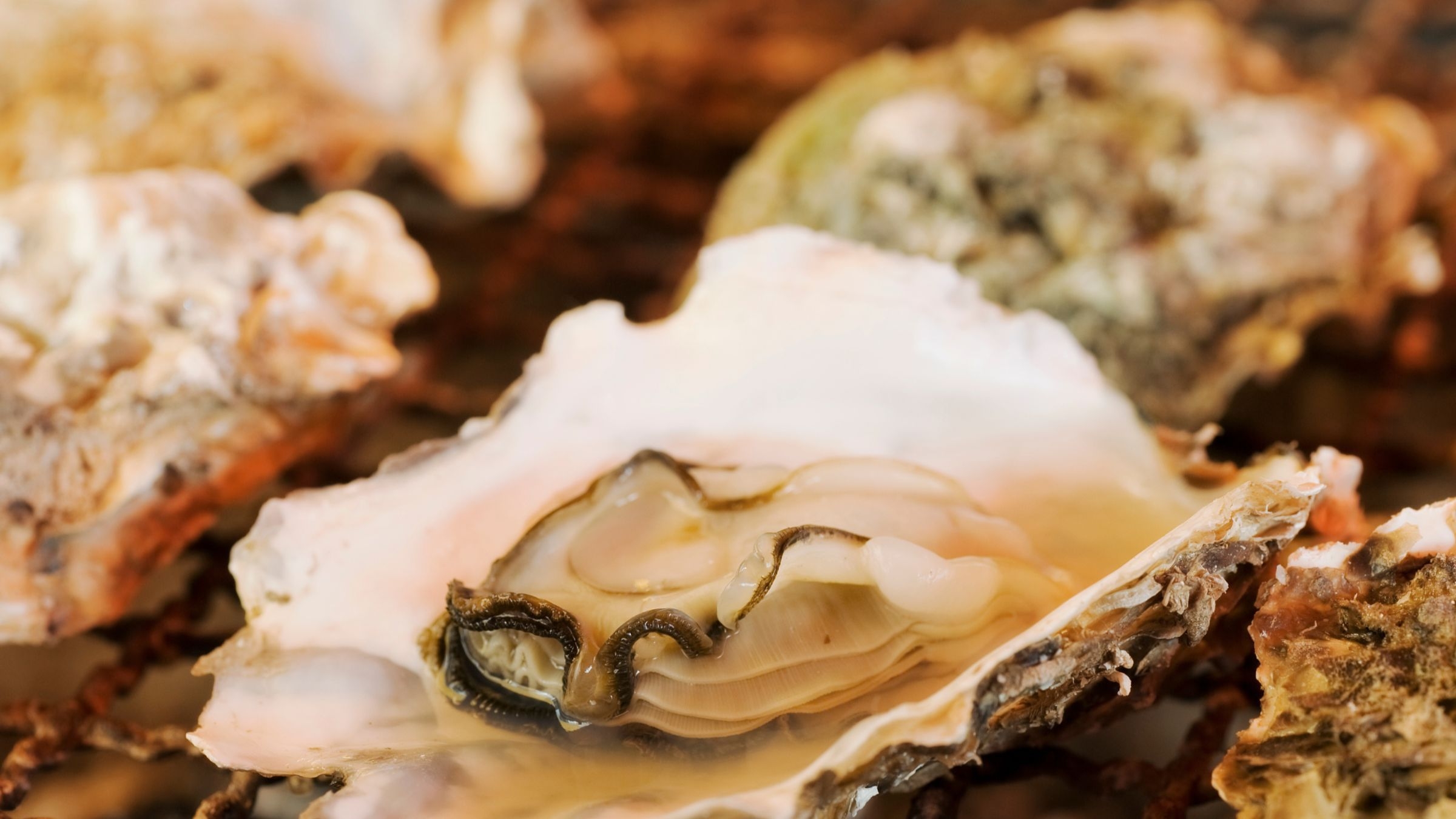 【夕食付｜牡蠣・カニ食べ放題】冬の上級グルメ★大好評≫「本ズワイ蟹」海鮮を食べ尽くす♪｜全29品