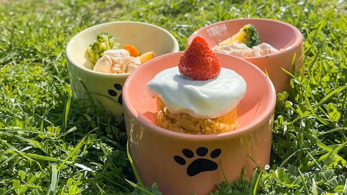 【1室3匹OK｜ペット可】素泊まり｜愛犬と過ごす海辺のリゾートステイ（ささみボウル付）