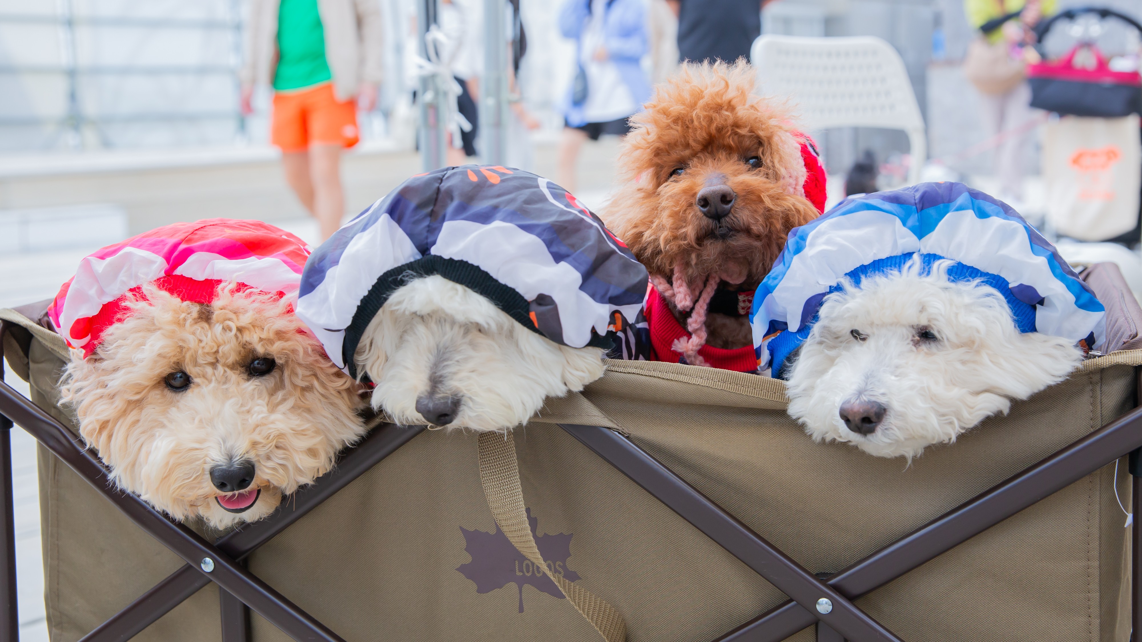 Long Vacation Resortご利用もワンちゃん同伴OK！