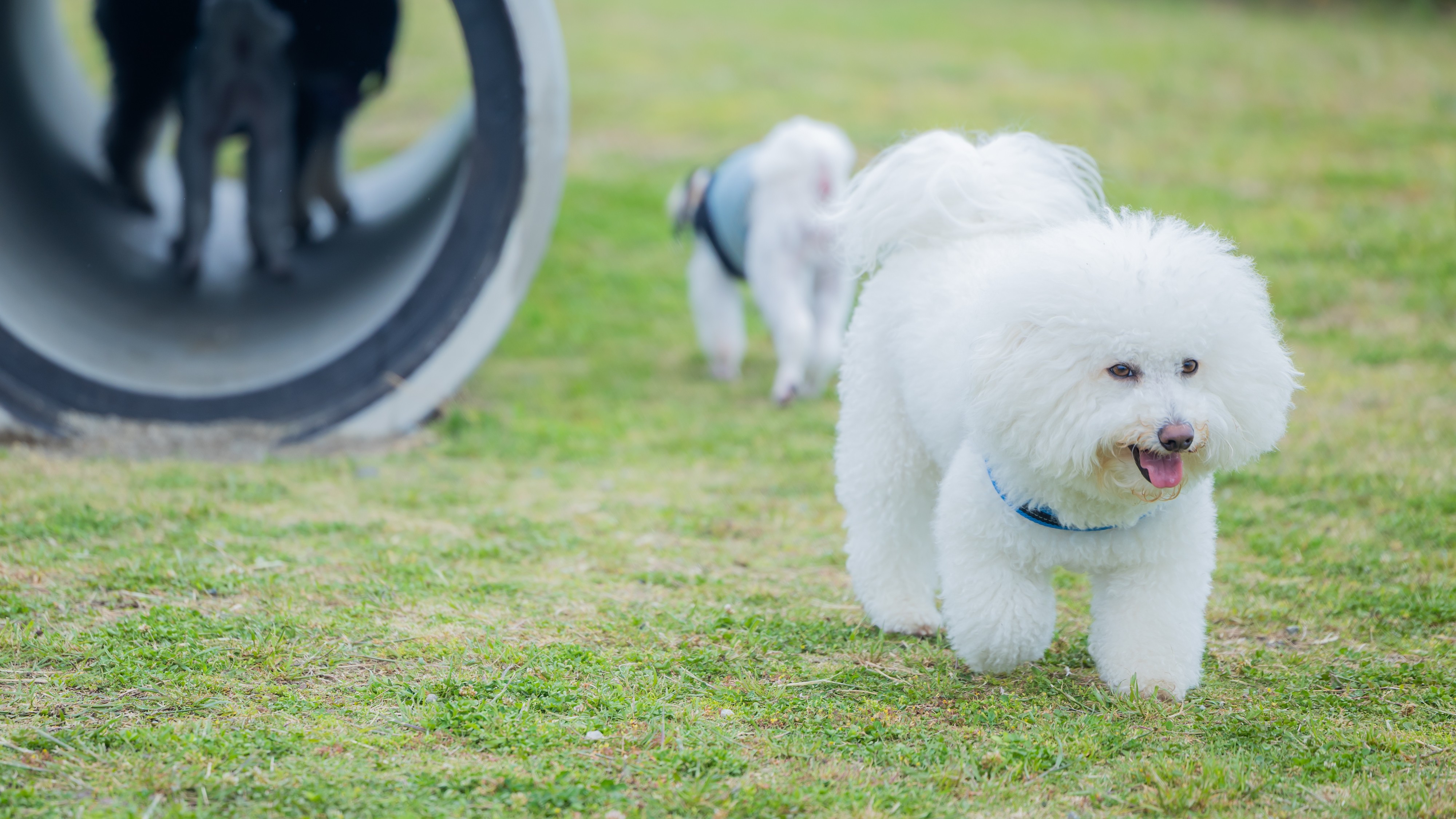 Long Vacation Resortご利用もワンちゃん同伴OK！