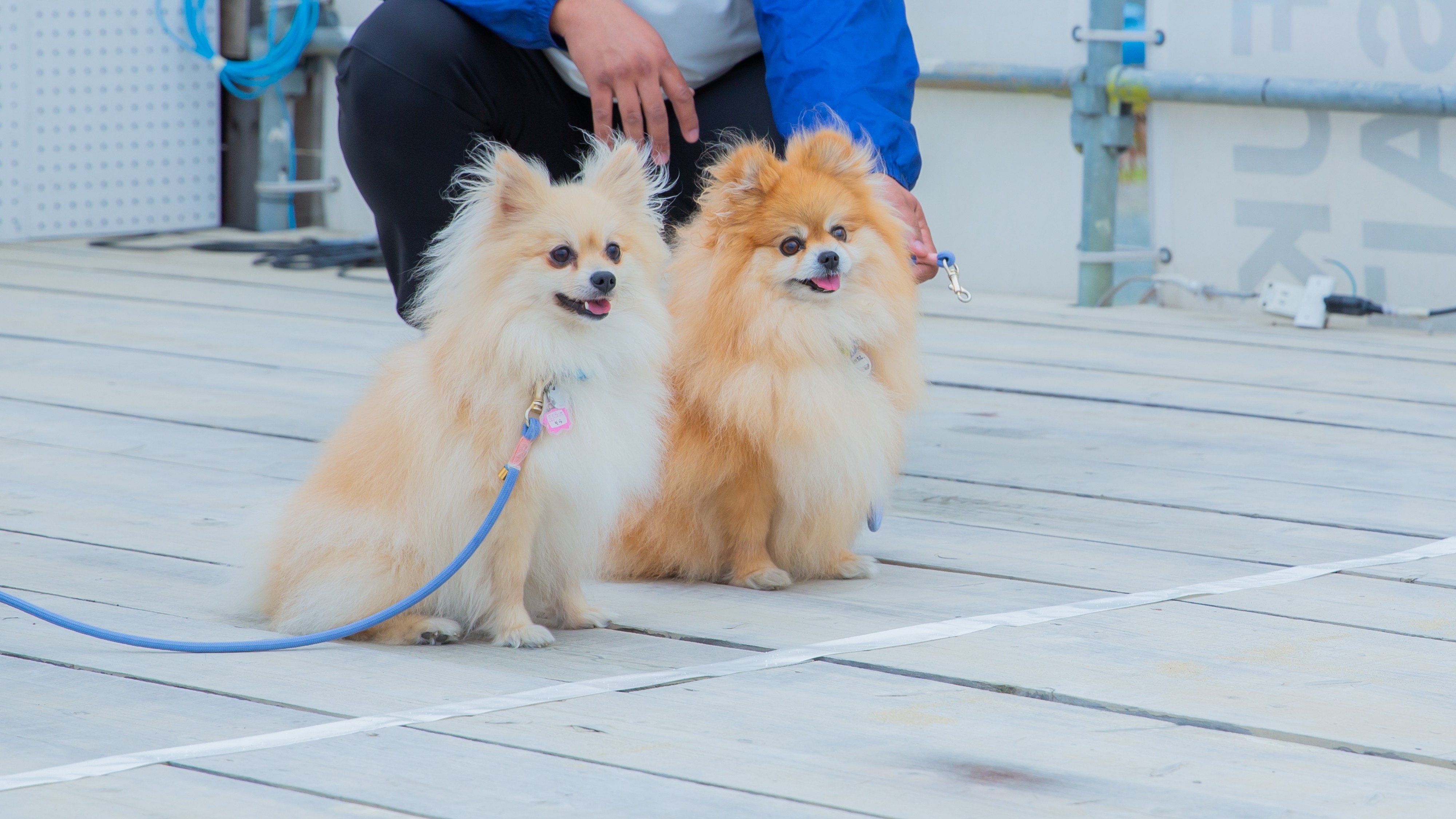 Long Vacation Resortご利用もワンちゃん同伴OK！